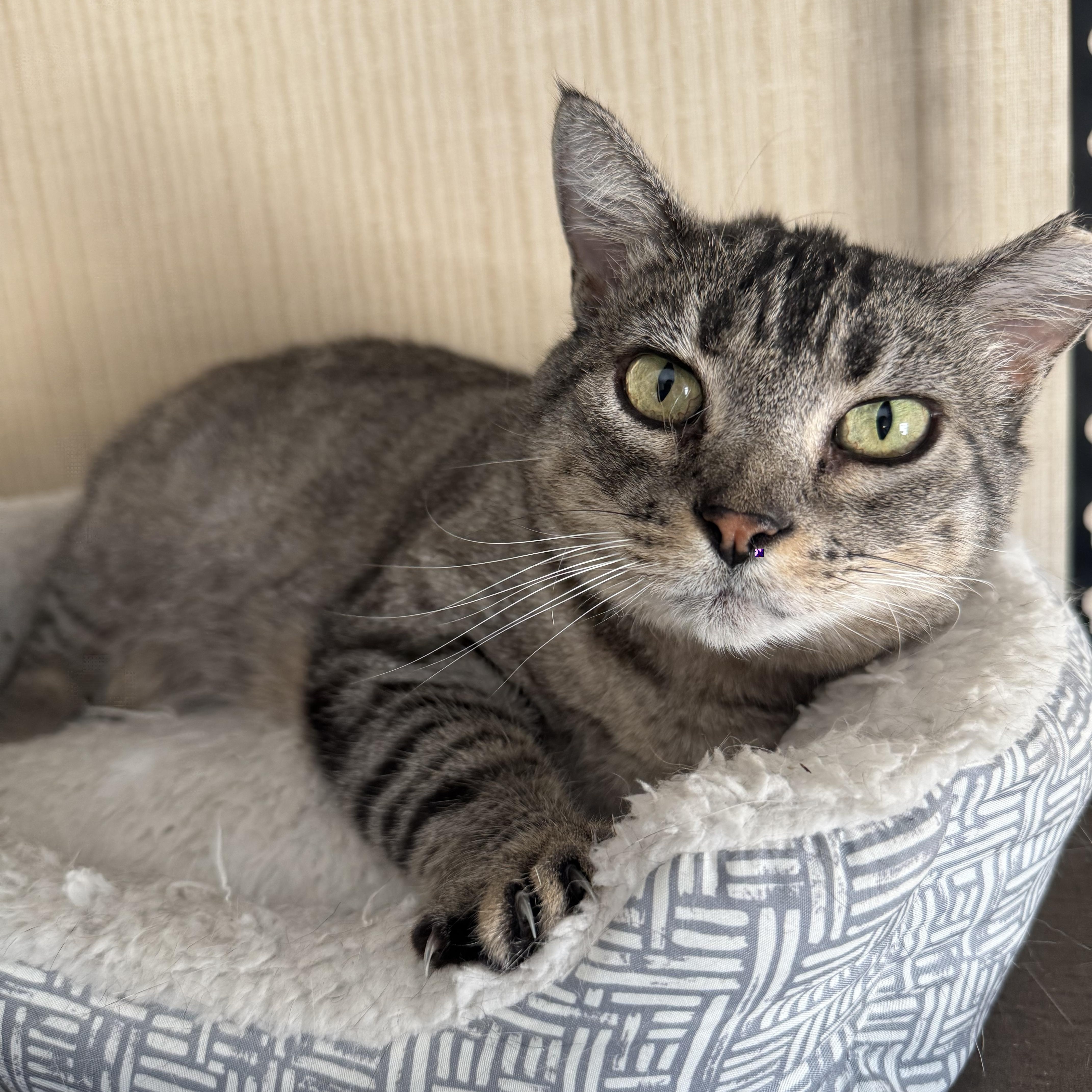 Bo Catan, a Adoptable Domestic Short Hair in Tracy, CA image 3/4