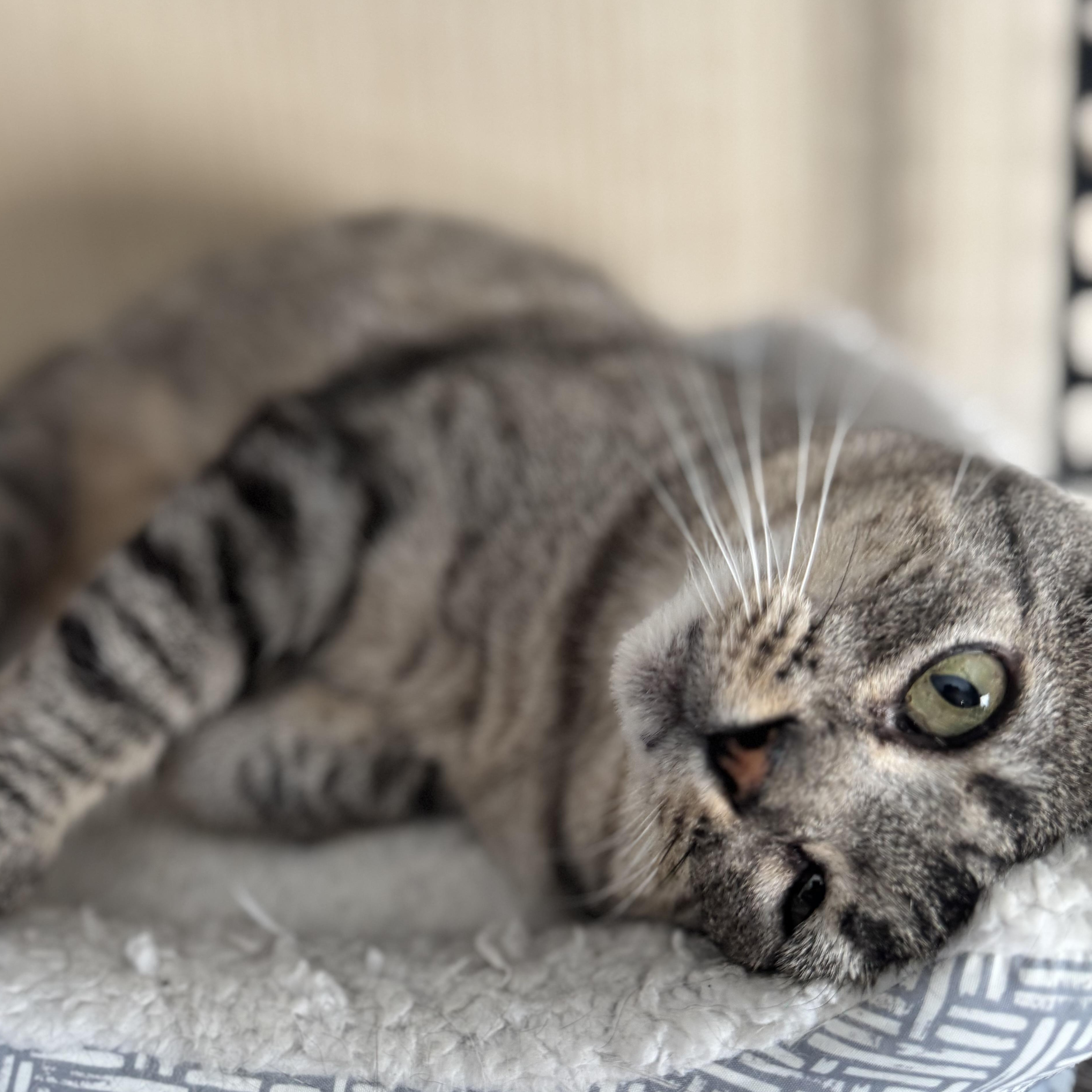 Bo Catan, a Adoptable Domestic Short Hair in Tracy, CA image 4/4