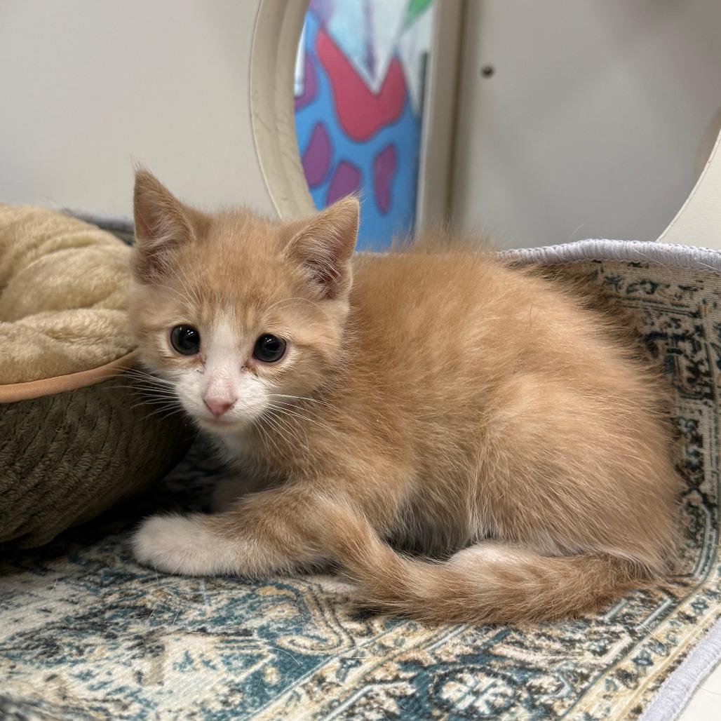 Enlarge Blaze, a Adoptable Domestic Short Hair in Cheyenne, WY image 1/3