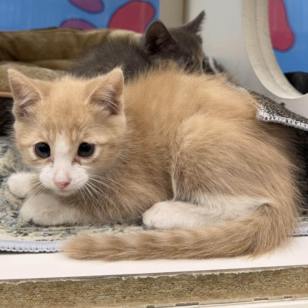 Enlarge Blaze, a Adoptable Domestic Short Hair in Cheyenne, WY image 2/3