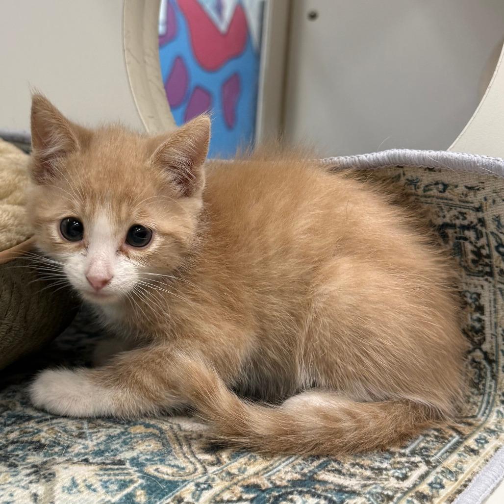 Enlarge Blaze, a Adoptable Domestic Short Hair in Cheyenne, WY image 3/3