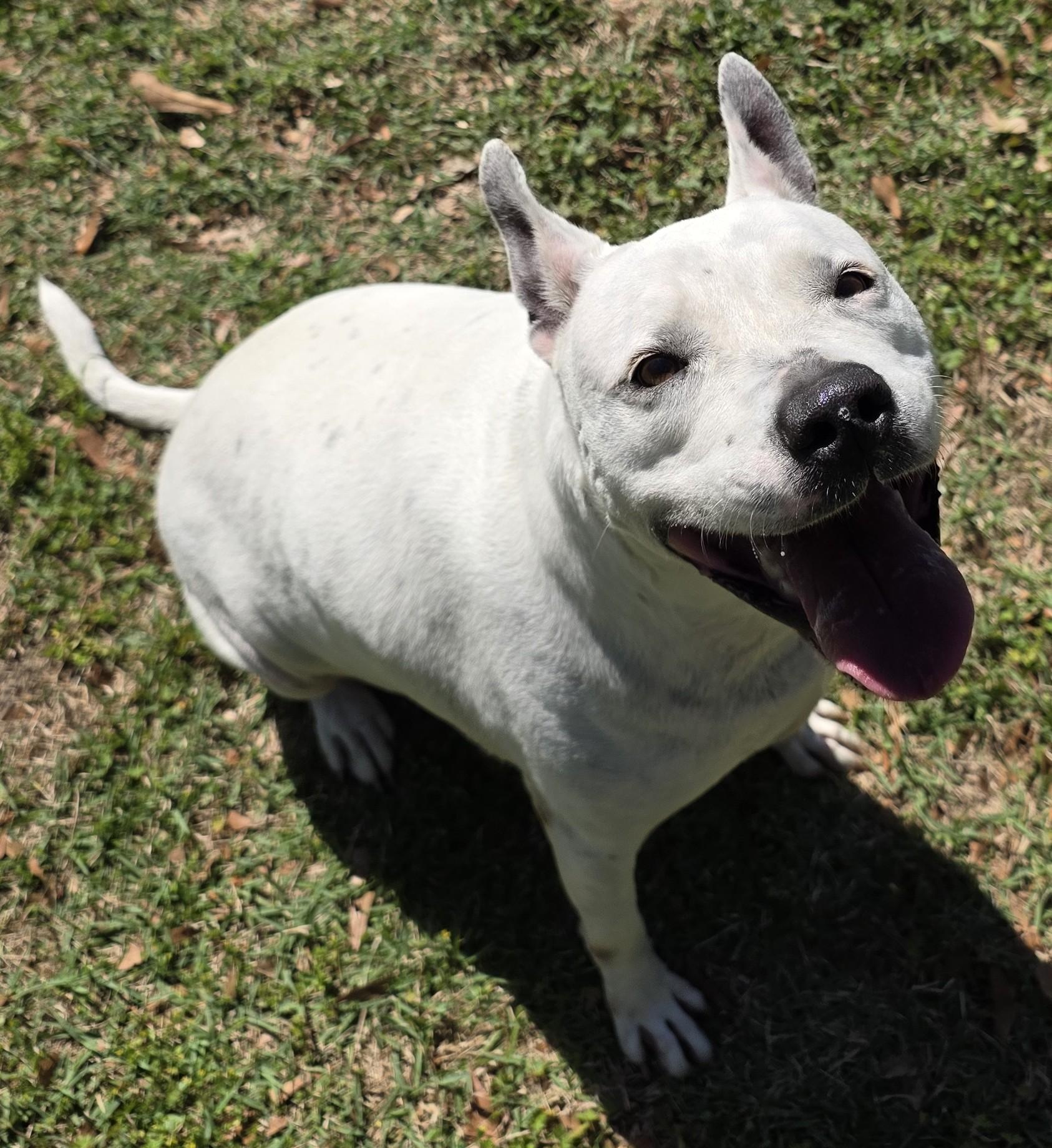Enlarge Eliza, a Adoptable mixed breed in Monticello, FL image 3/3