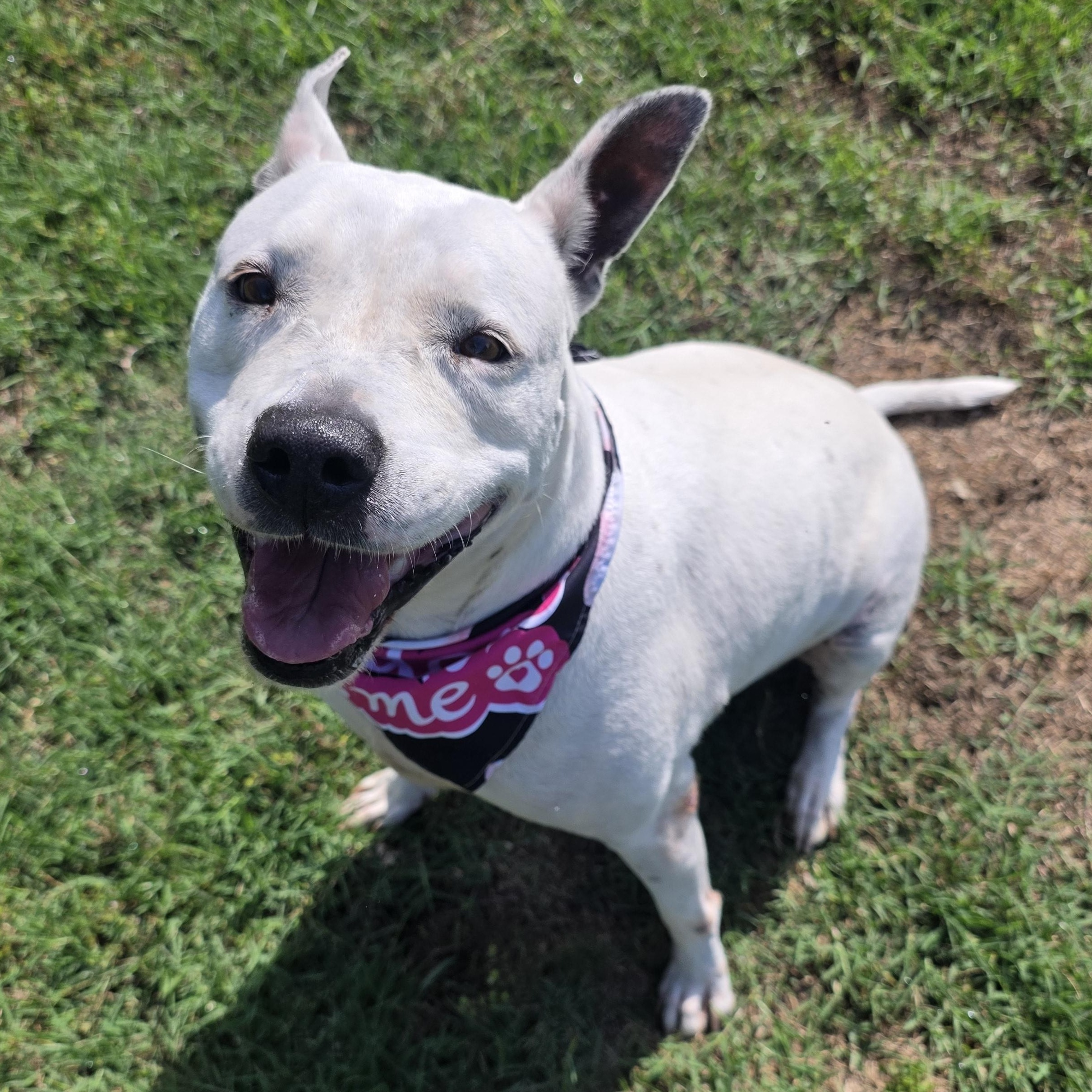 Eliza, Adoptable, Adult Female Terrier & Pit Bull Terrier.
