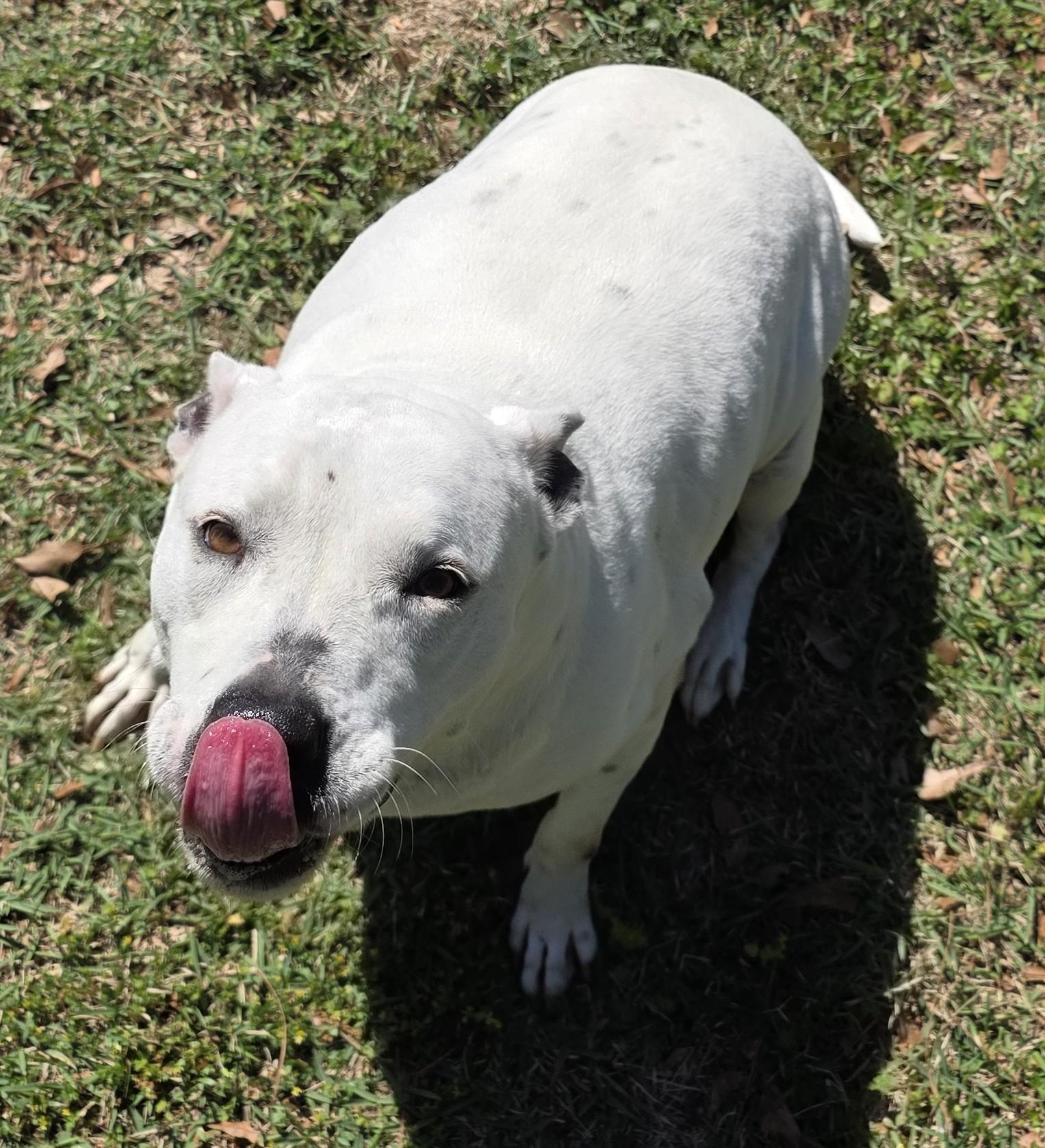 Enlarge Eliza, a Adoptable mixed breed in Monticello, FL image 2/3