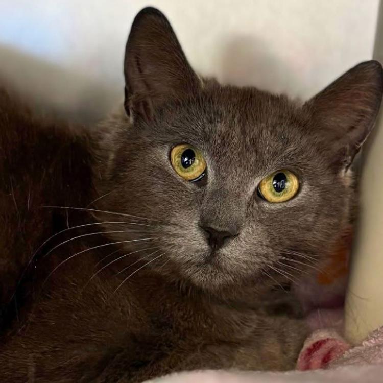 Ismay, Adoptable, Young Female Domestic Short Hair.