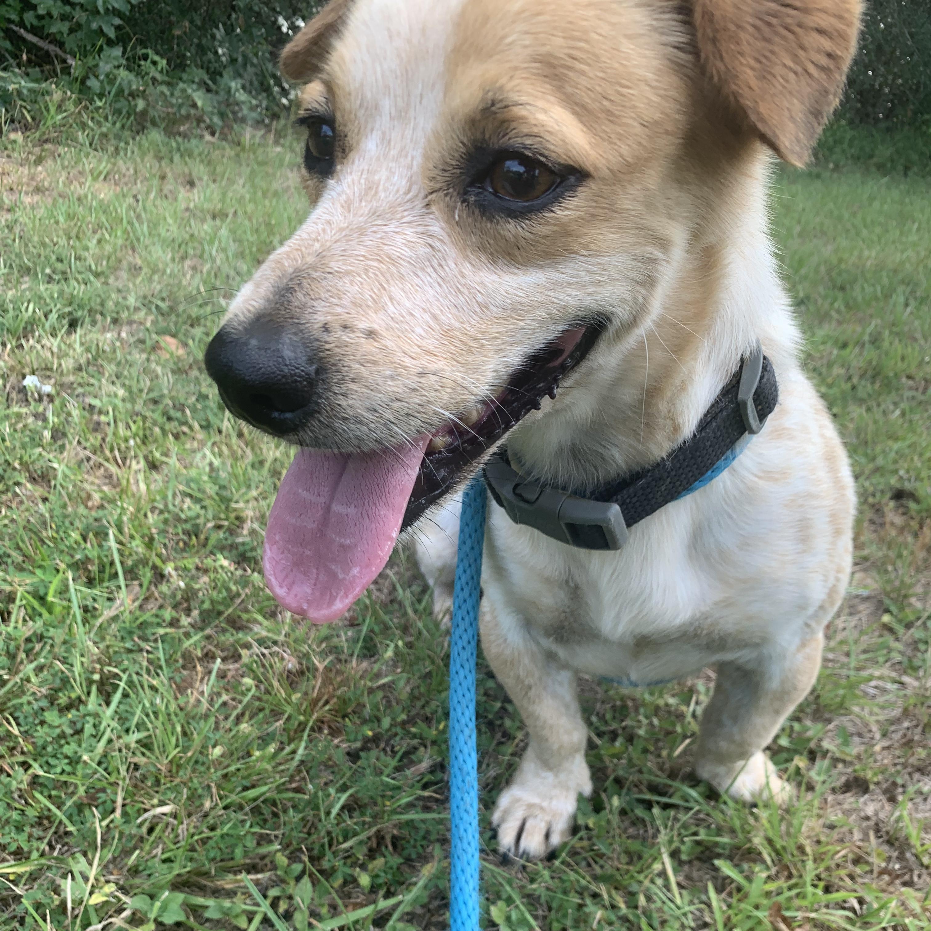 Opie & Baxter, a Adoptable mixed breed in Willis, TX image 6/6