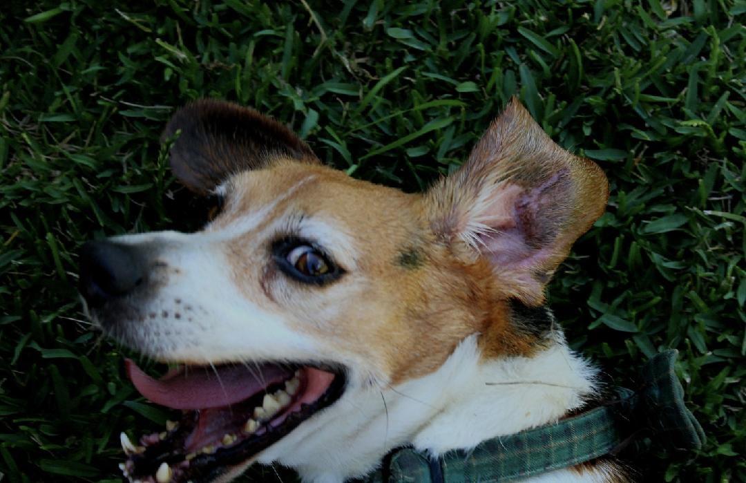 Opie & Baxter, a Adoptable mixed breed in Willis, TX image 4/6