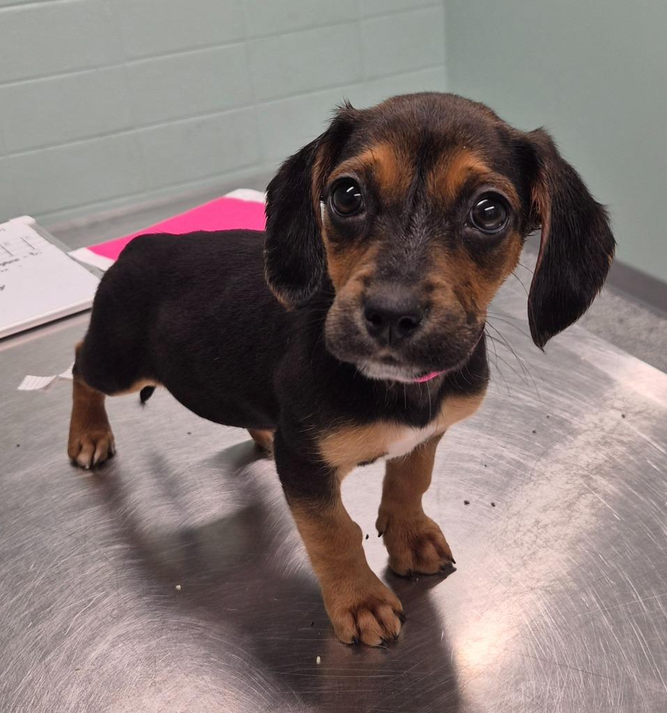 Enlarge Poppy, a Adoptable mixed breed in Athens, TN image 1/1