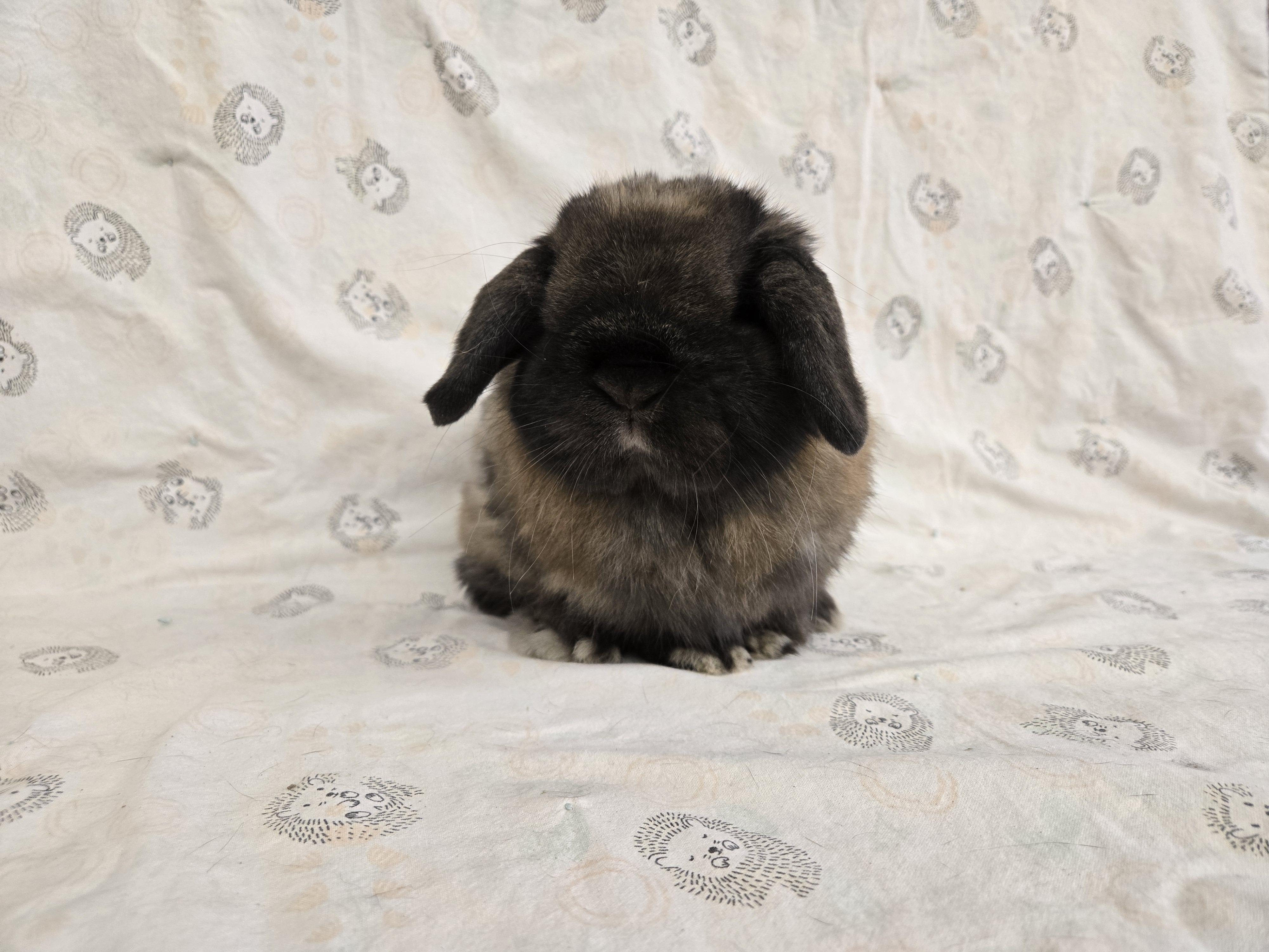 Spike, a ADOPTABLE Holland Lop in Deerfield, WI image 5/6