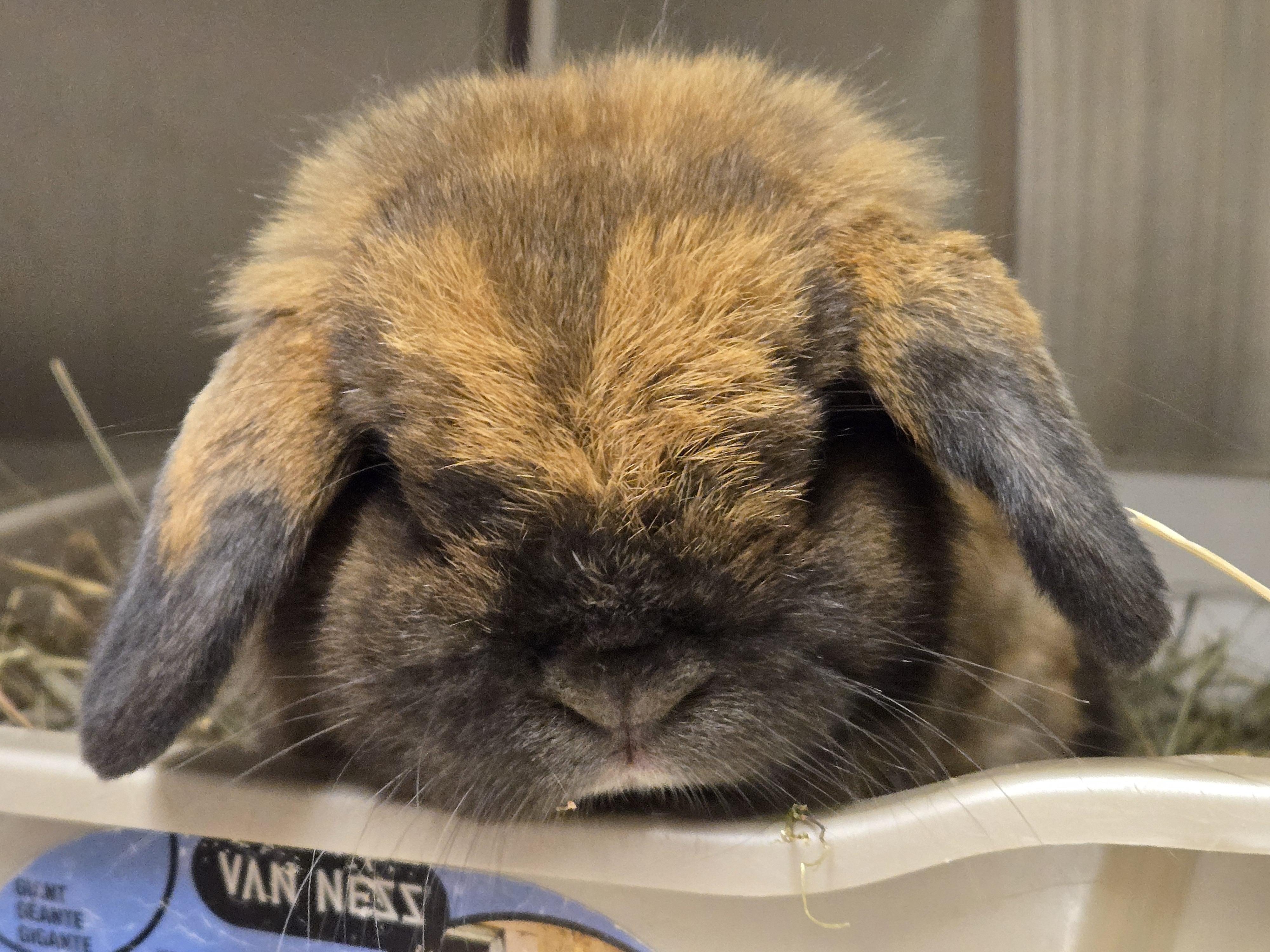 Spike, a ADOPTABLE Holland Lop in Deerfield, WI image 3/6