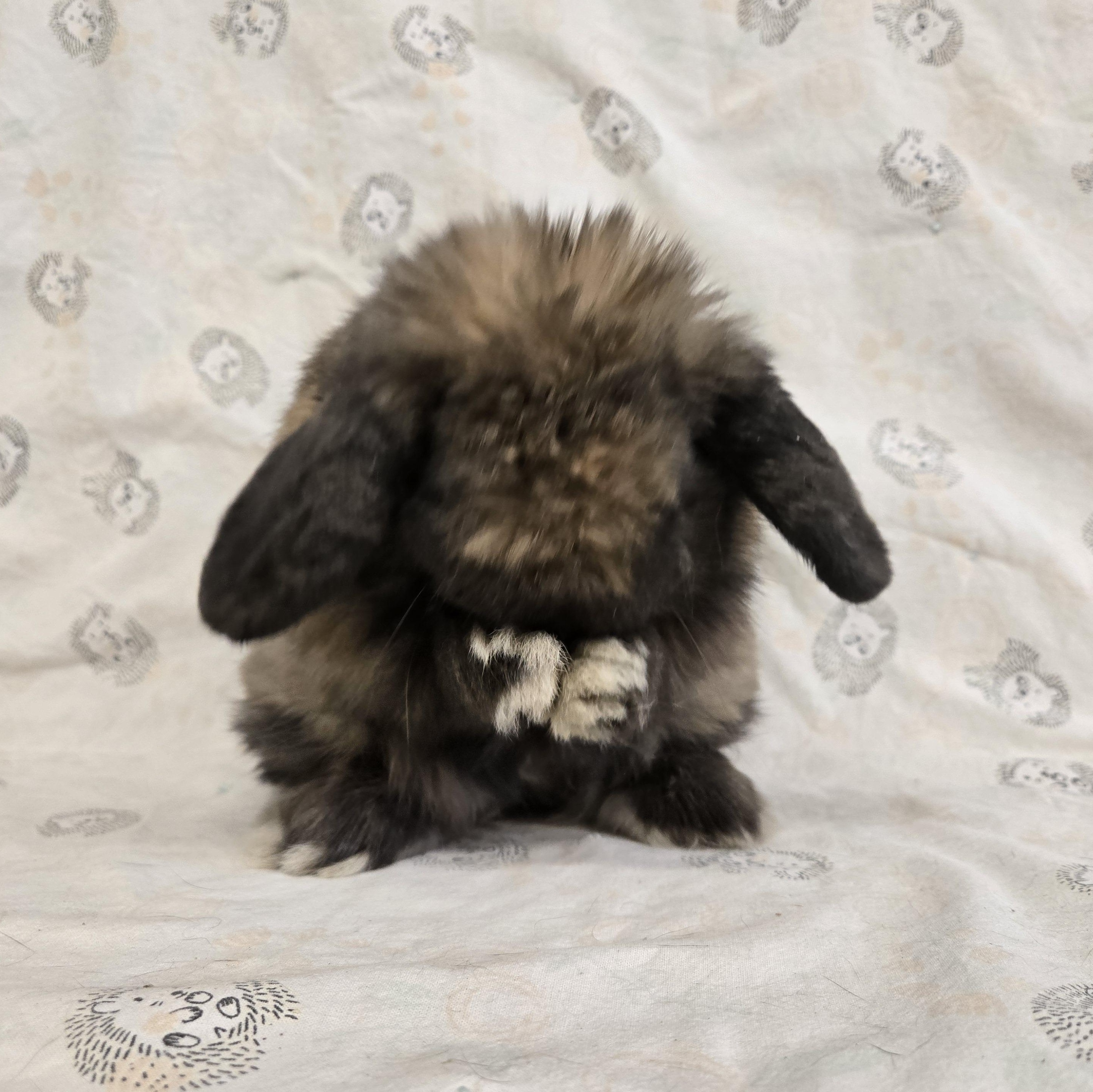 Spike, a ADOPTABLE Holland Lop in Deerfield, WI image 4/6