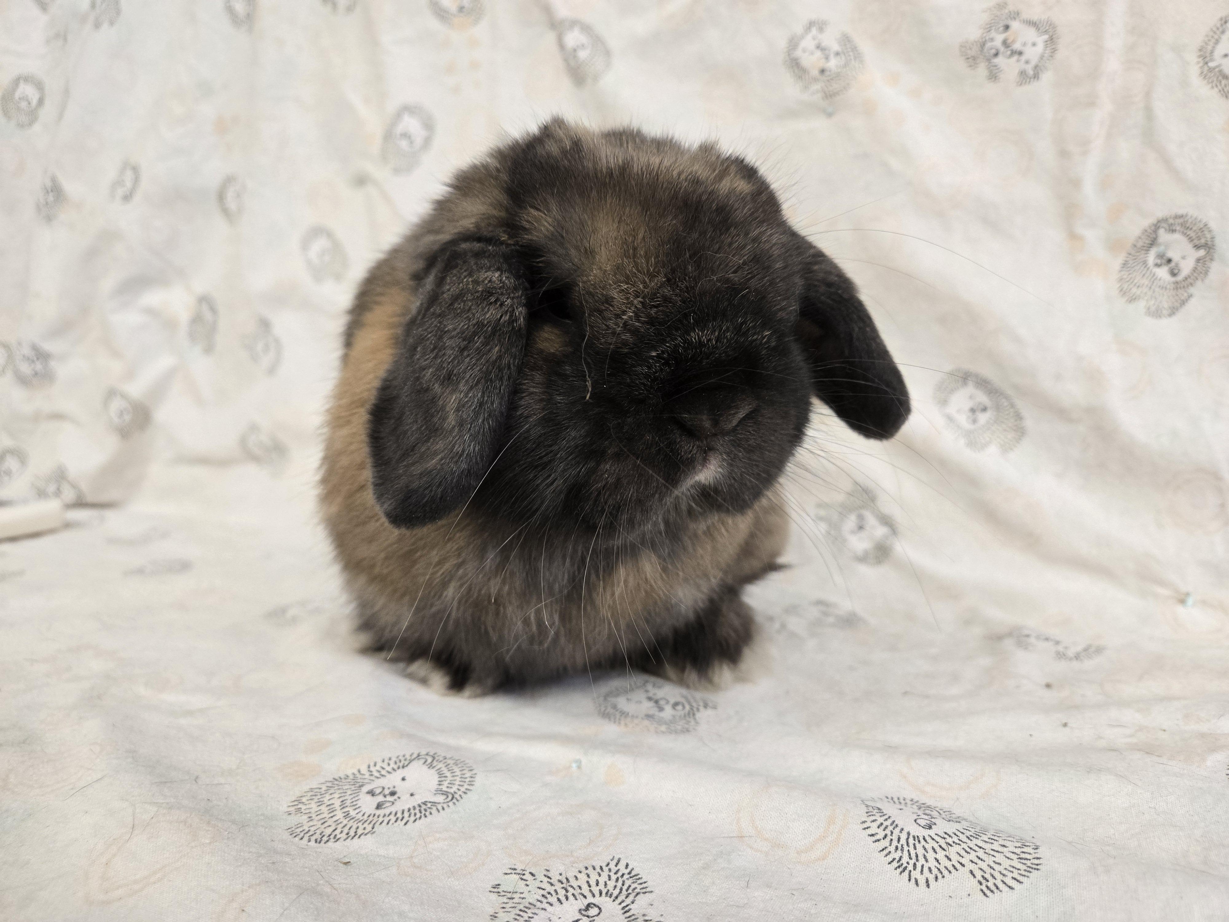 Spike, a ADOPTABLE Holland Lop in Deerfield, WI image 6/6