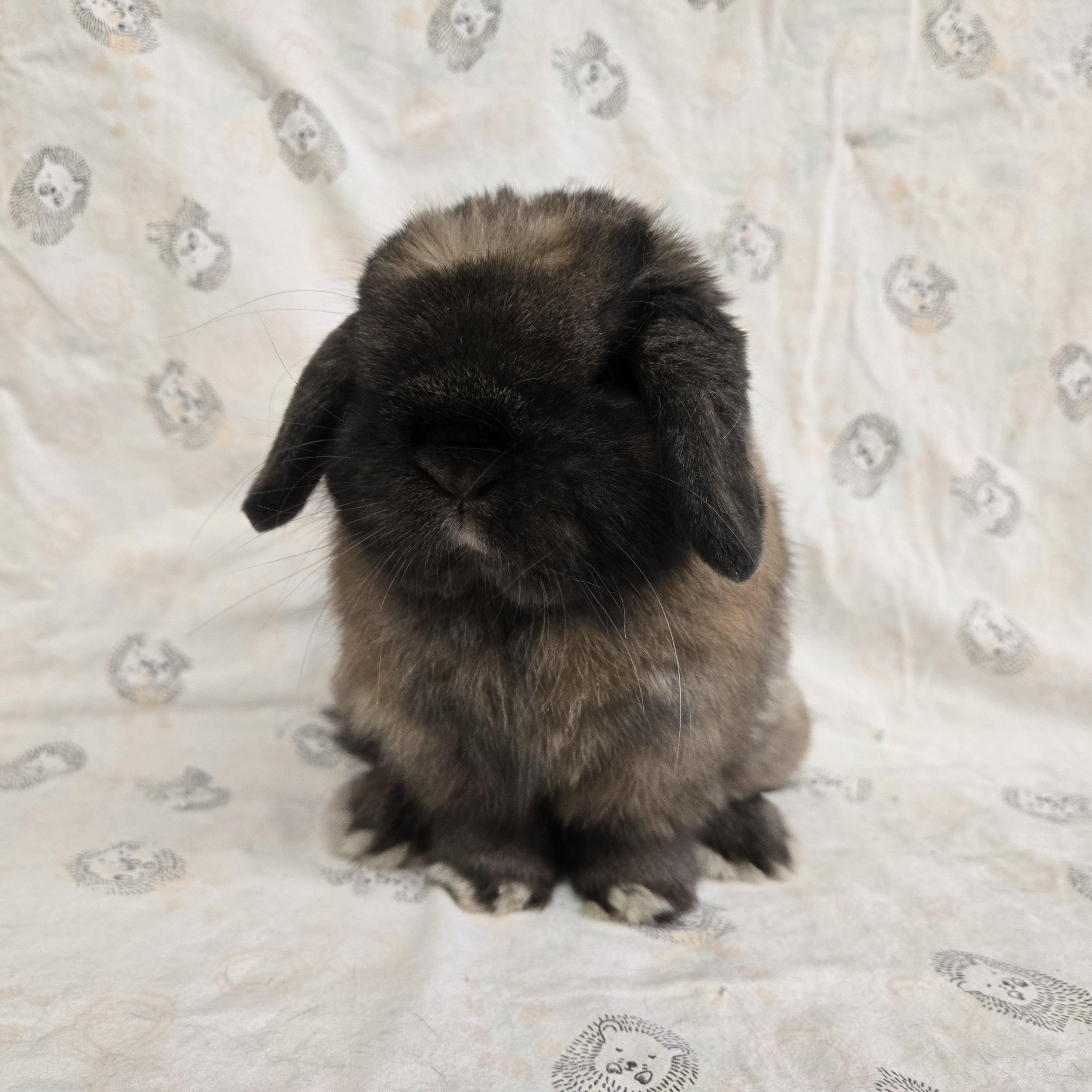 Spike, ADOPTABLE, Adult Male Holland Lop.
