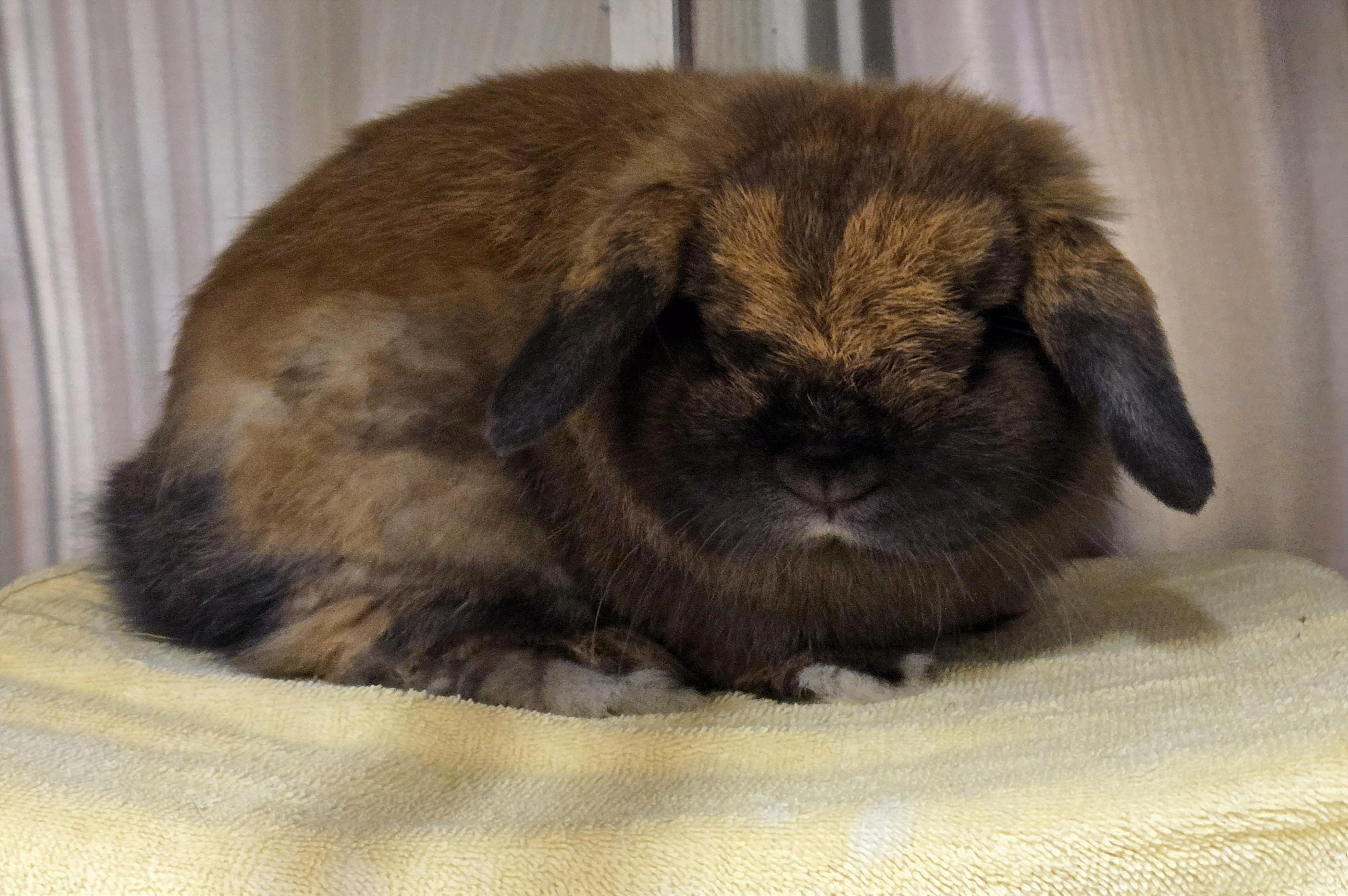 Spike, a ADOPTABLE Holland Lop in Deerfield, WI image 2/6