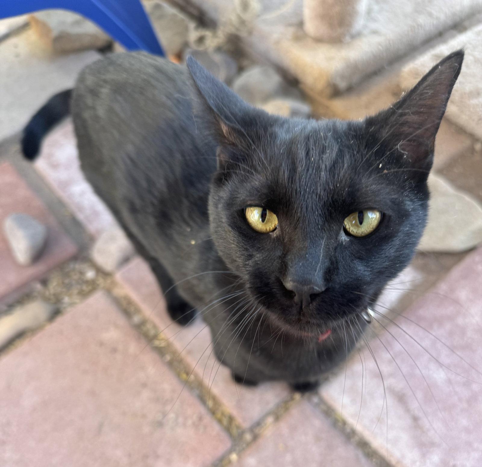 Tiger, Adoptable, Kitten Male Domestic Short Hair.