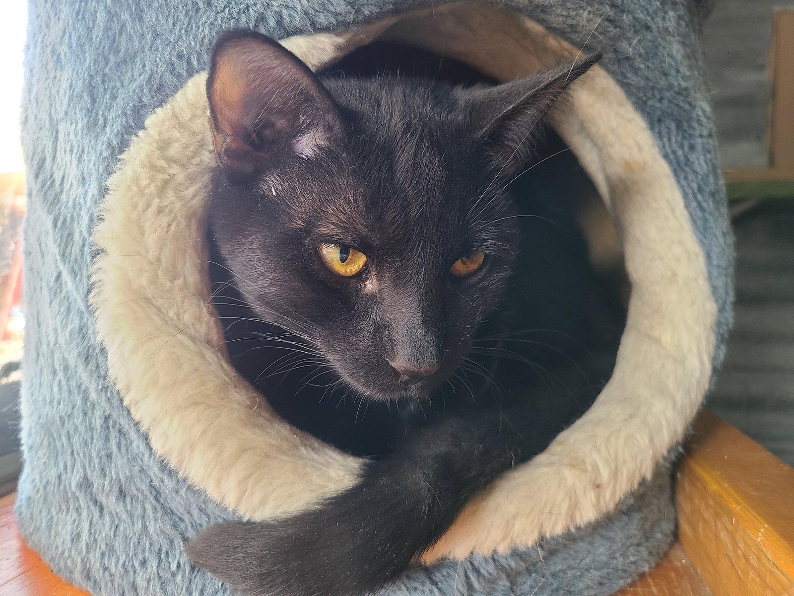 Enlarge Tiger, a Adoptable Domestic Short Hair in Williamsburg, NM image 1/3