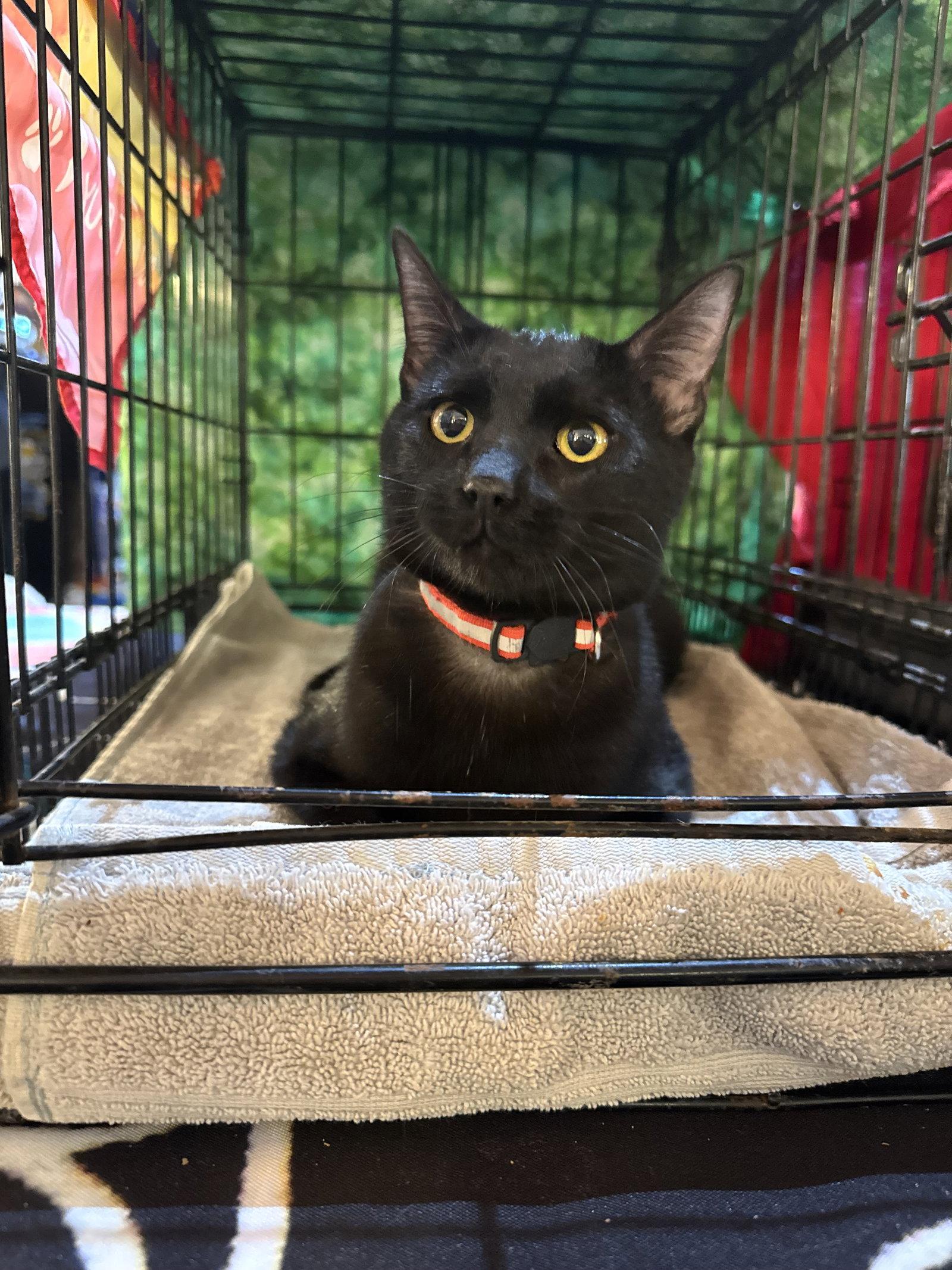 Enlarge Tiger, a Adoptable Domestic Short Hair in Williamsburg, NM image 2/3