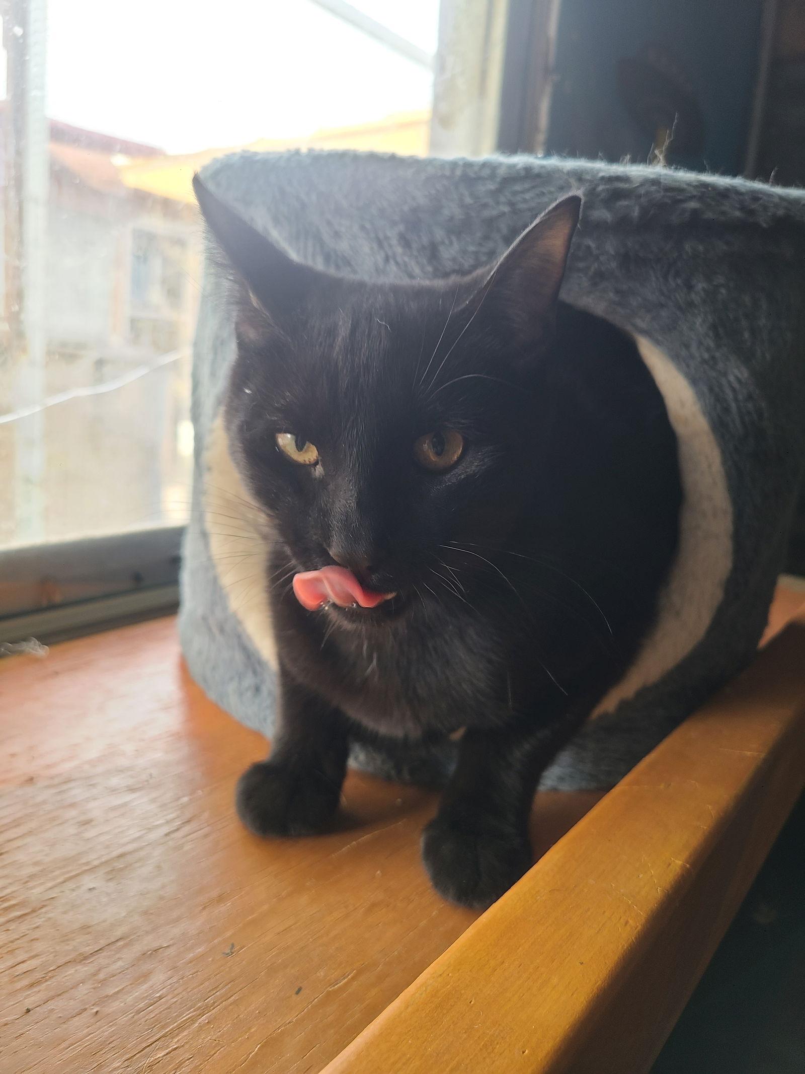 Enlarge Tiger, a Adoptable Domestic Short Hair in Williamsburg, NM image 2/3