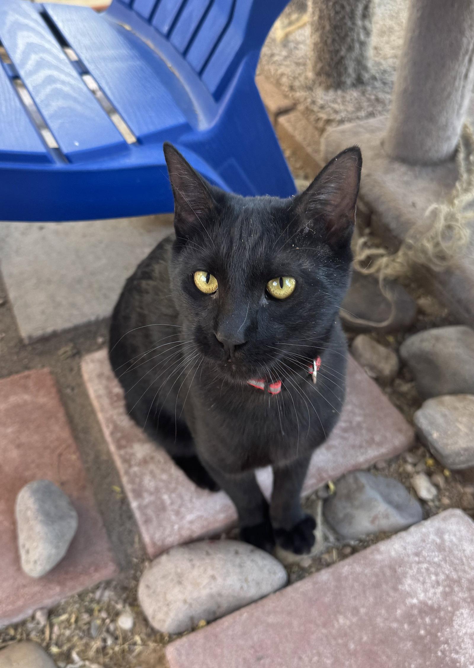 Enlarge Tiger, a Adoptable Domestic Short Hair in Williamsburg, NM image 3/3