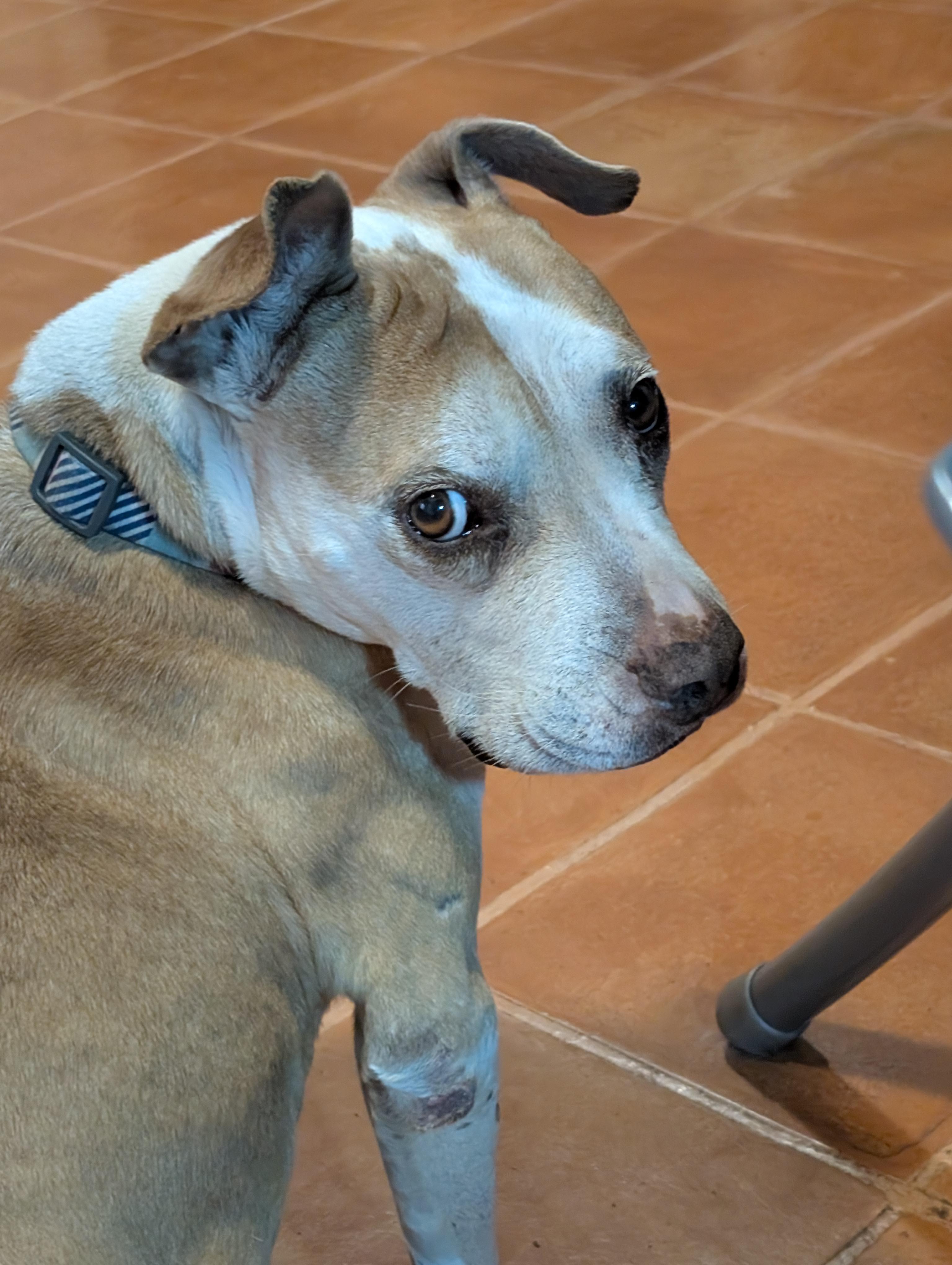 Angelita, ADOPTABLE, Senior Female Shar-Pei & Labrador Retriever.