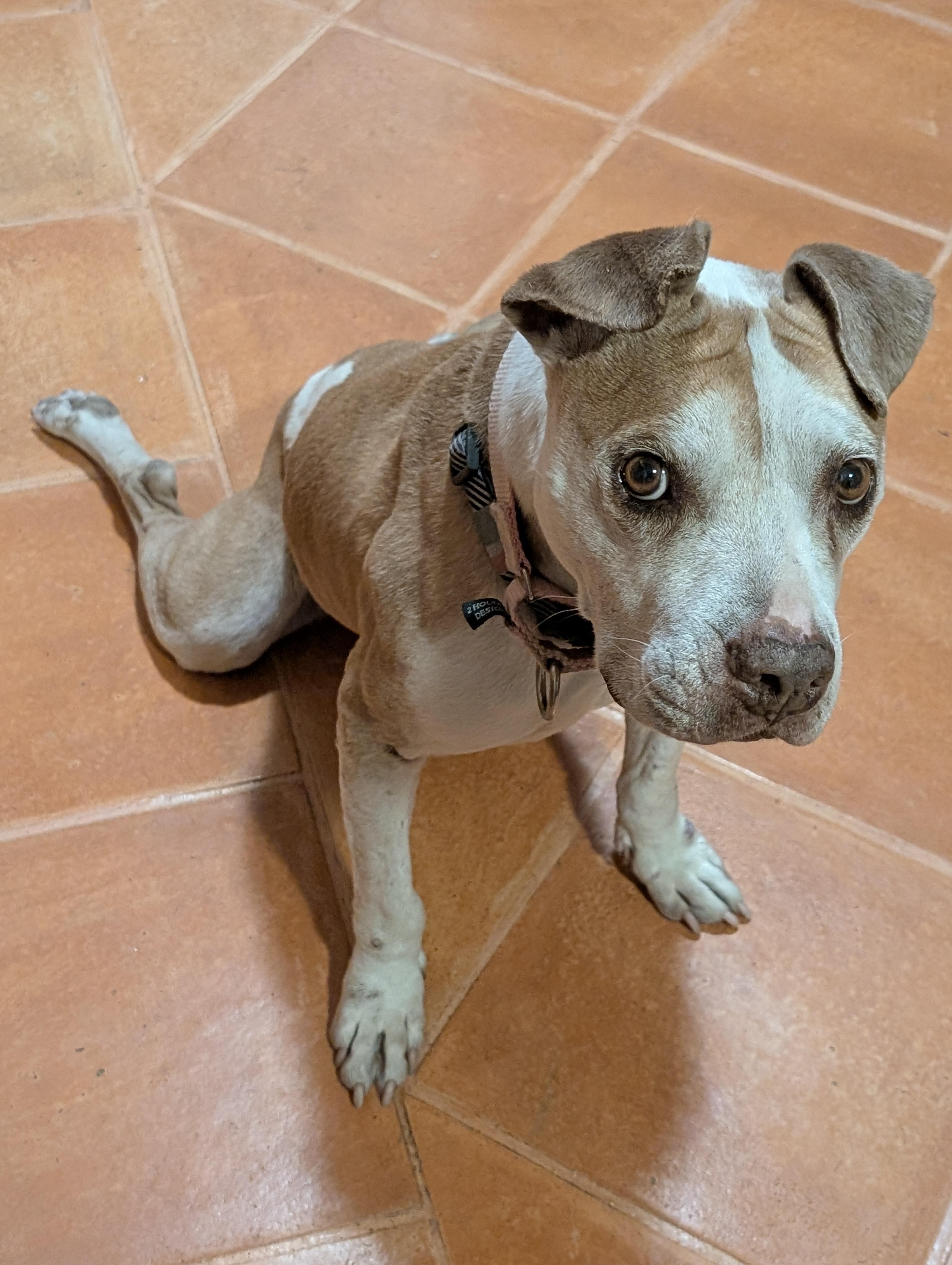 Angelita, a ADOPTABLE mixed breed in San Francisco, CA image 2/4