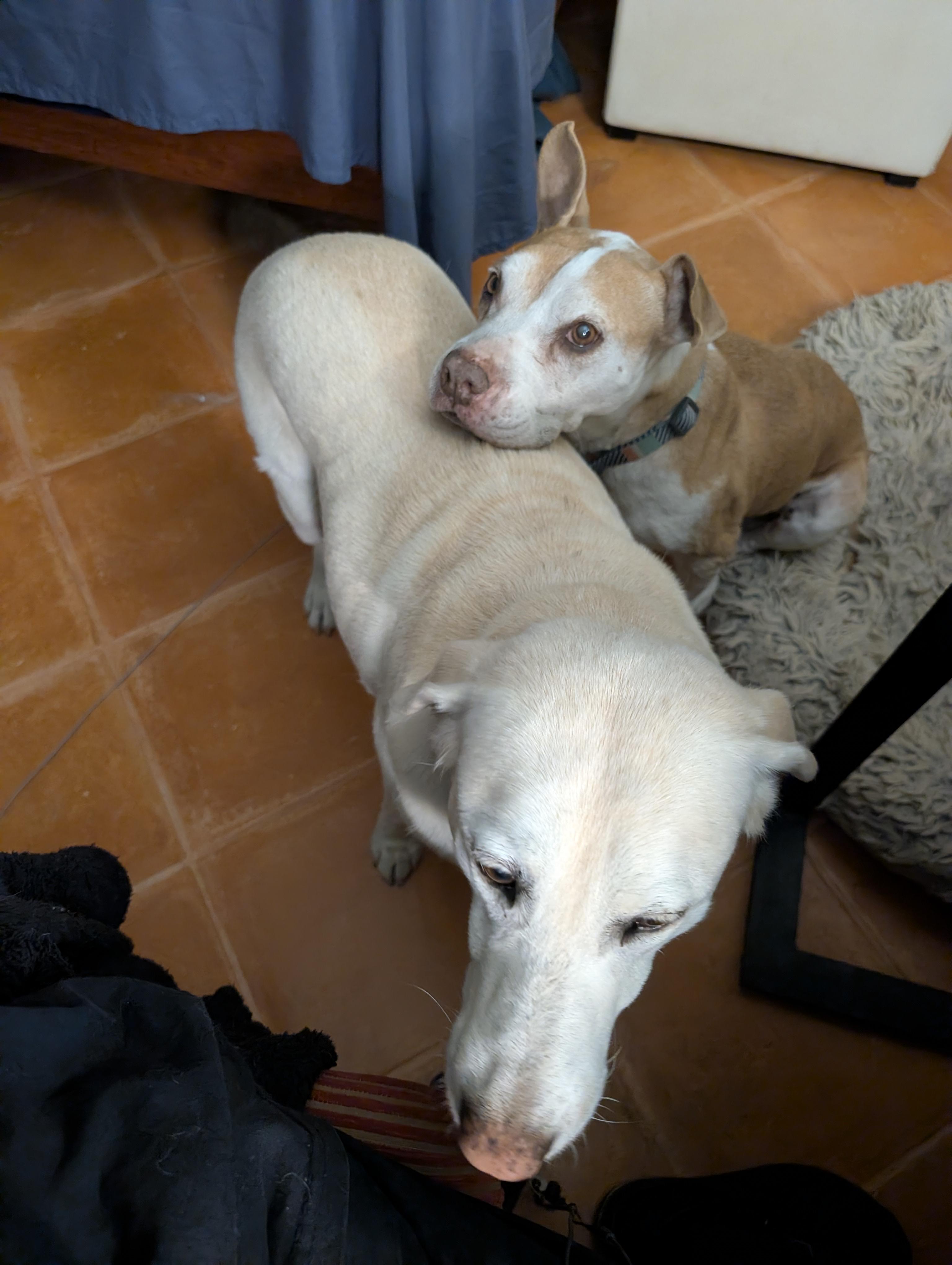 Angelita, a ADOPTABLE mixed breed in San Francisco, CA image 3/4