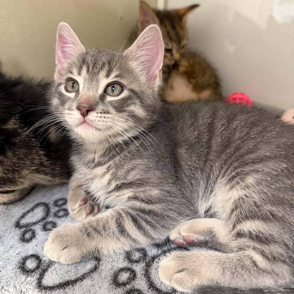 Enlarge Stanford, a Adoptable Domestic Short Hair in Sunnyvale, CA image 1/3