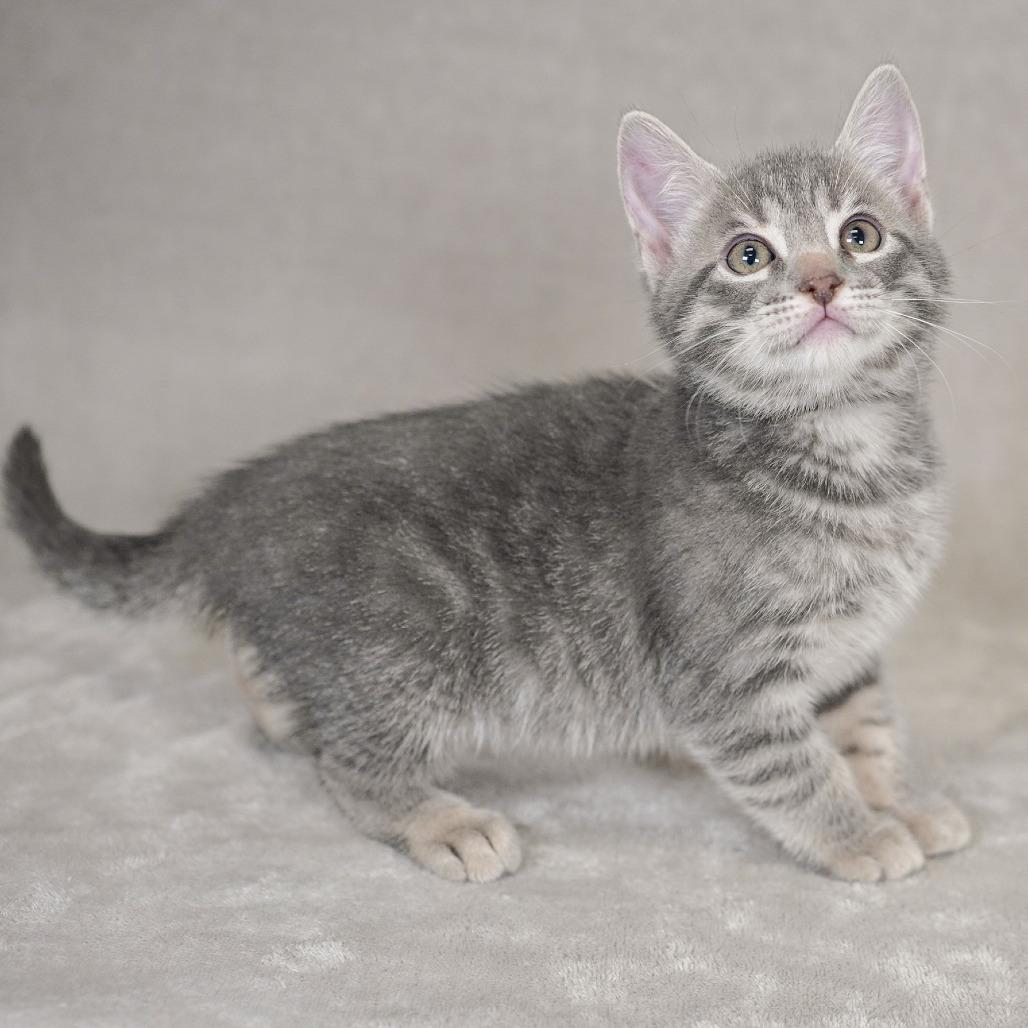 Enlarge Stanford, a Adoptable Domestic Short Hair in Sunnyvale, CA image 3/3