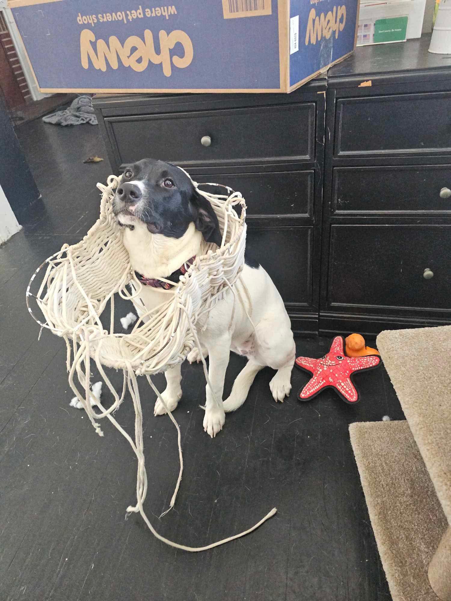 Lilly, Adoptable, Young Female Labrador Retriever.