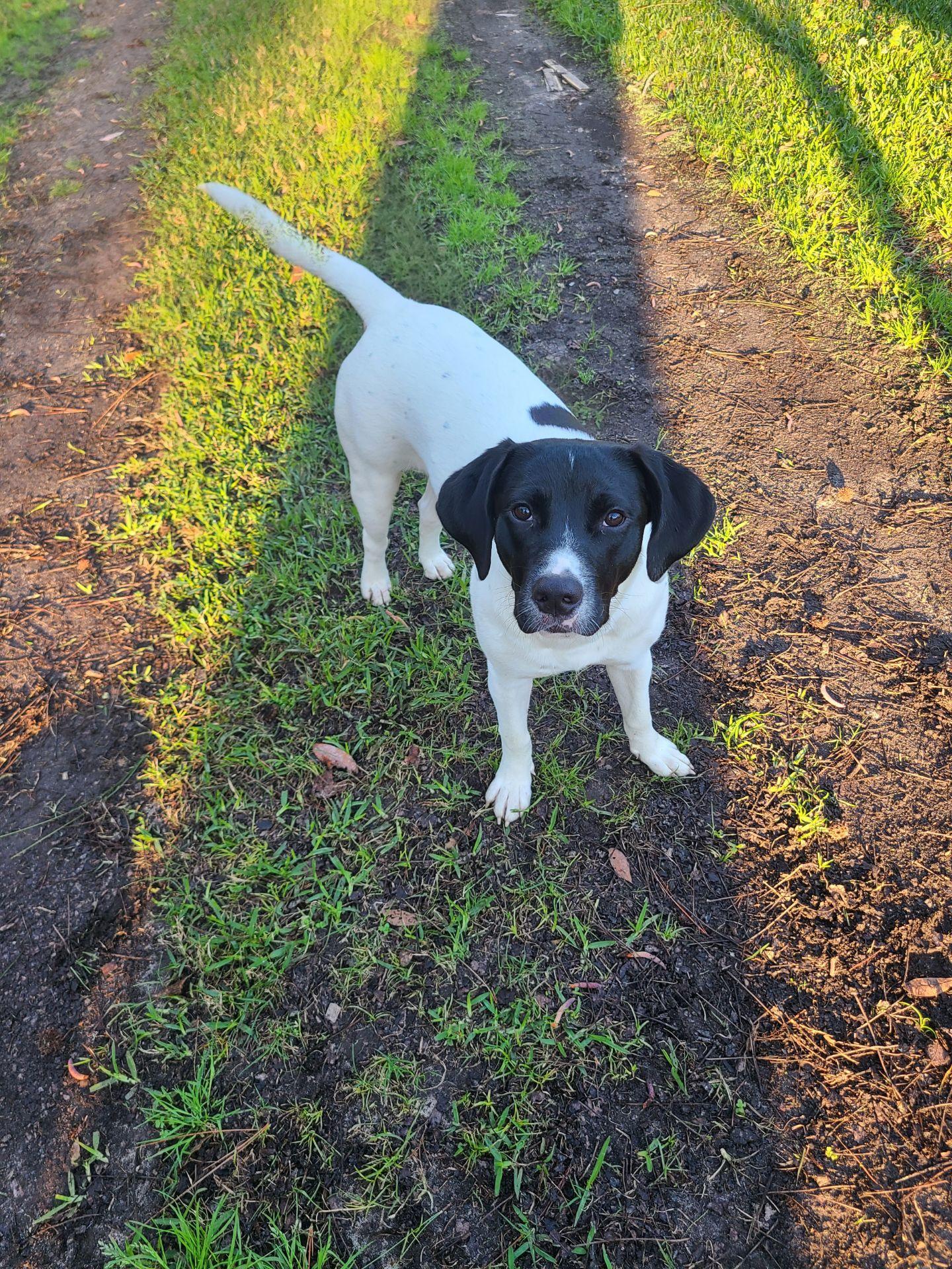 Enlarge Lilly, a Adoptable mixed breed in Saucier, MS image 3/3