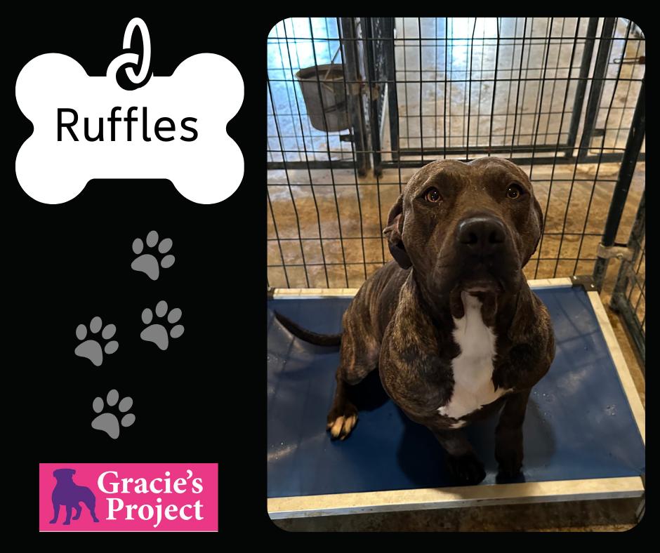 Enlarge Ruffles, a Adoptable mixed breed in Canyon, TX image 1/2