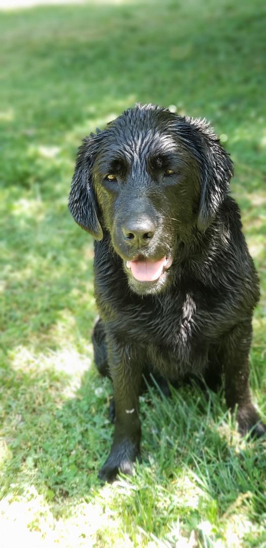 KONG, a ADOPTABLE Black Labrador Retriever in Stone Mountain, GA image 2/6