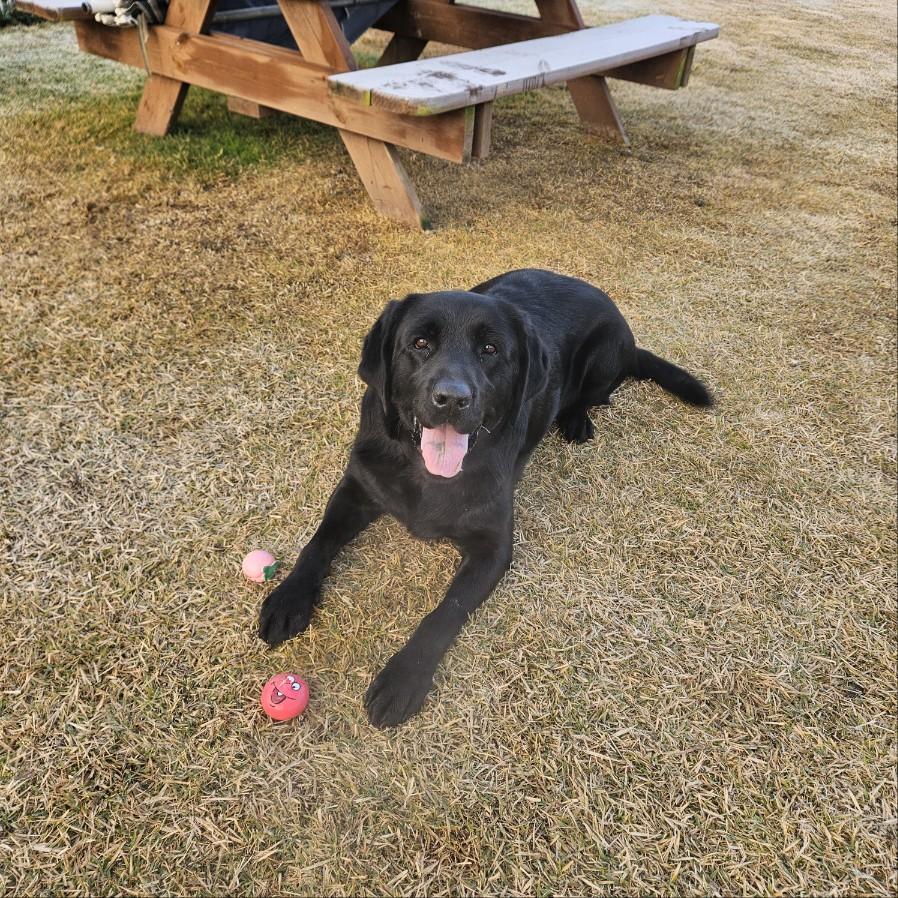KONG, a ADOPTABLE Black Labrador Retriever in Stone Mountain, GA image 6/6