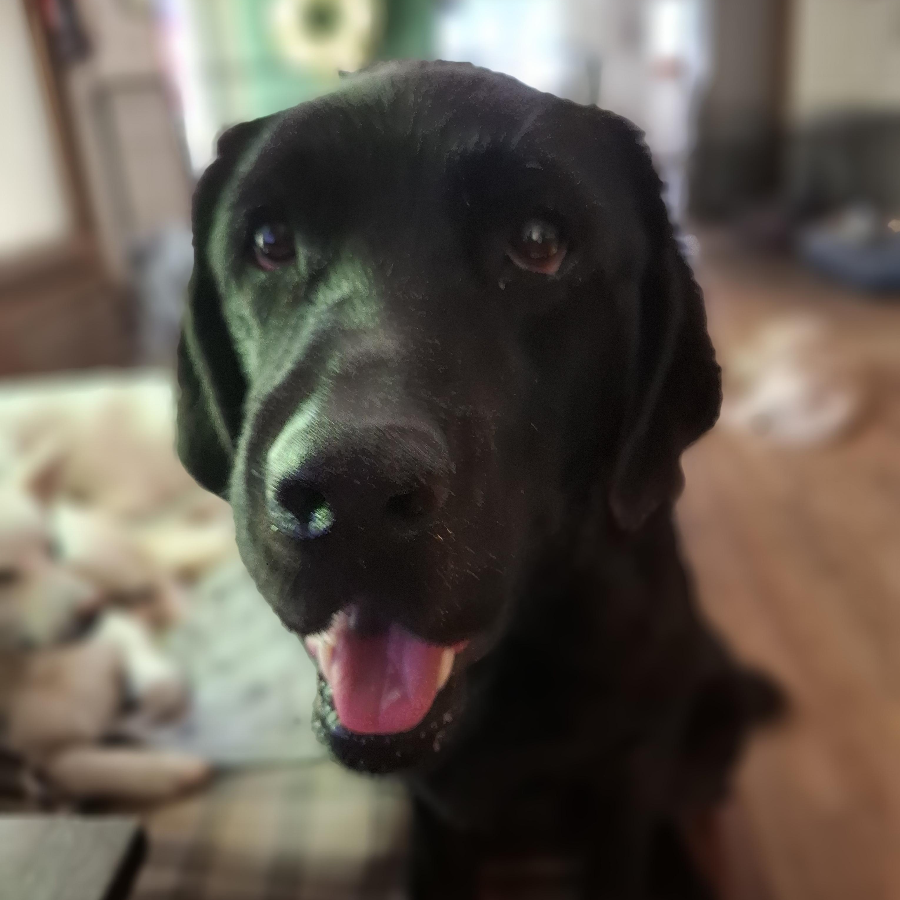 KONG, a ADOPTABLE Black Labrador Retriever in Stone Mountain, GA image 3/6
