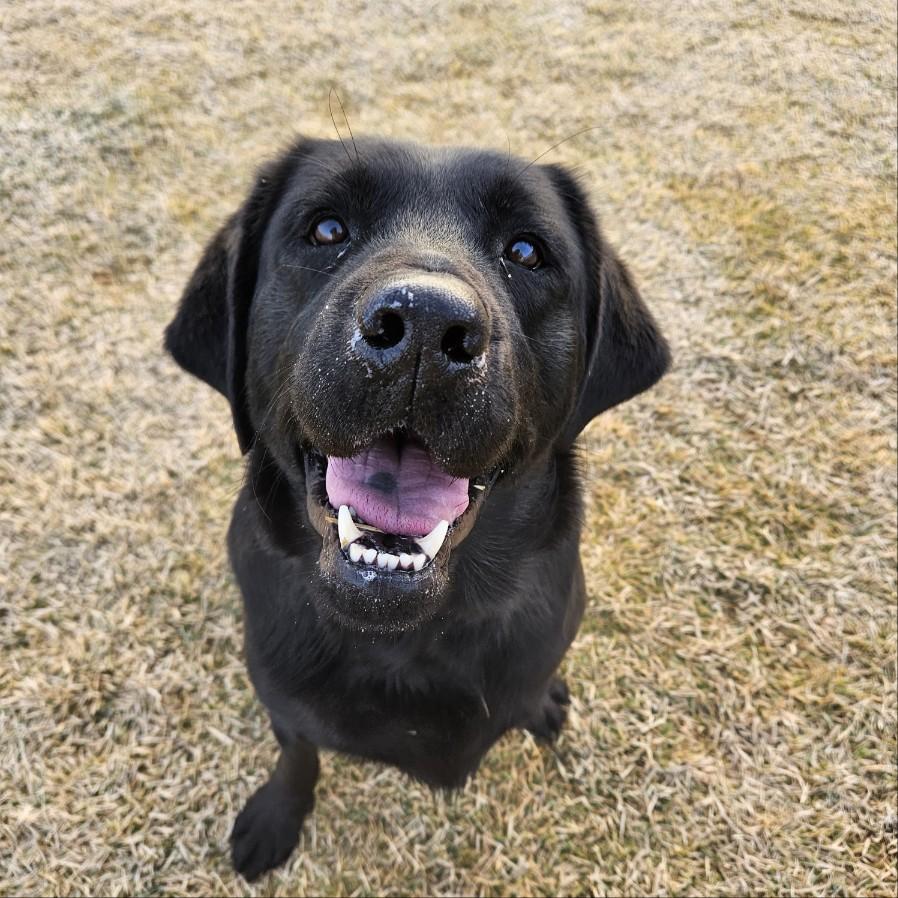 KONG, a ADOPTABLE Black Labrador Retriever in Stone Mountain, GA image 5/6