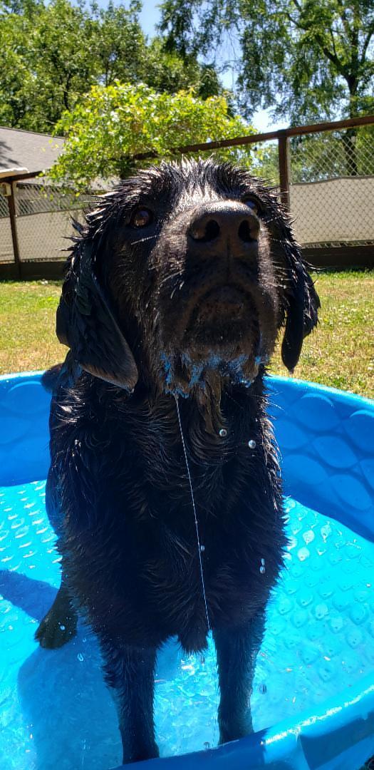 KONG, a ADOPTABLE Black Labrador Retriever in Stone Mountain, GA image 1/6