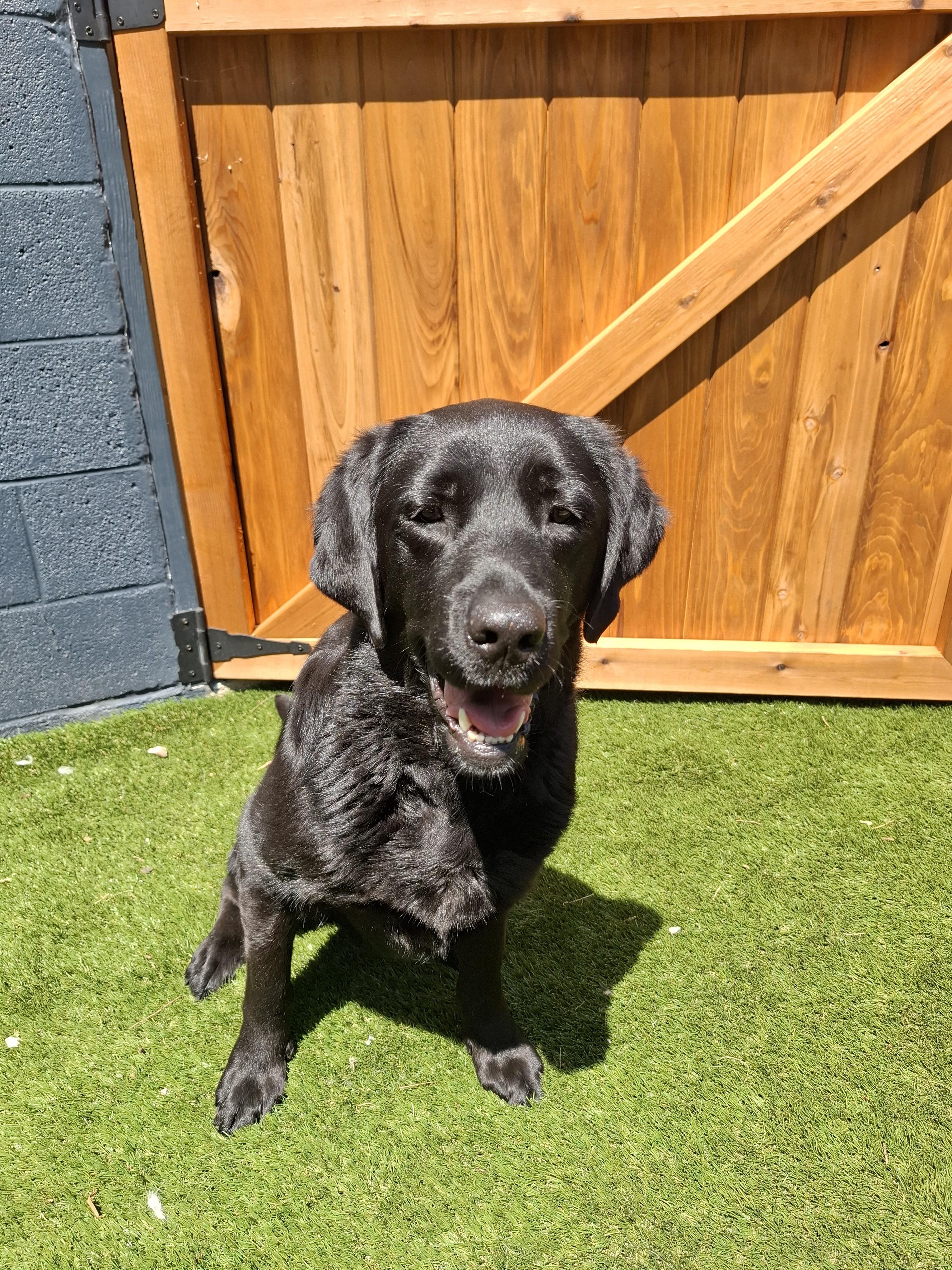 KONG, a ADOPTABLE Black Labrador Retriever in Stone Mountain, GA image 4/6