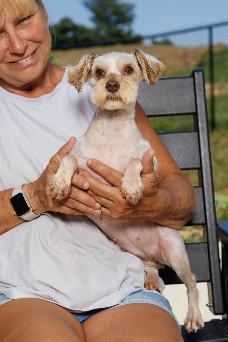 Helena Bonham Carter, adopted, Young Female Schnauzer.