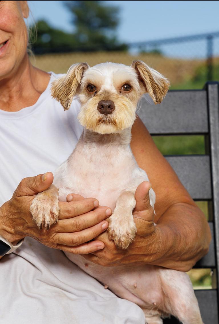 Enlarge Helena Bonham Carter, an adopted Schnauzer in Chester Springs, PA image 2/2