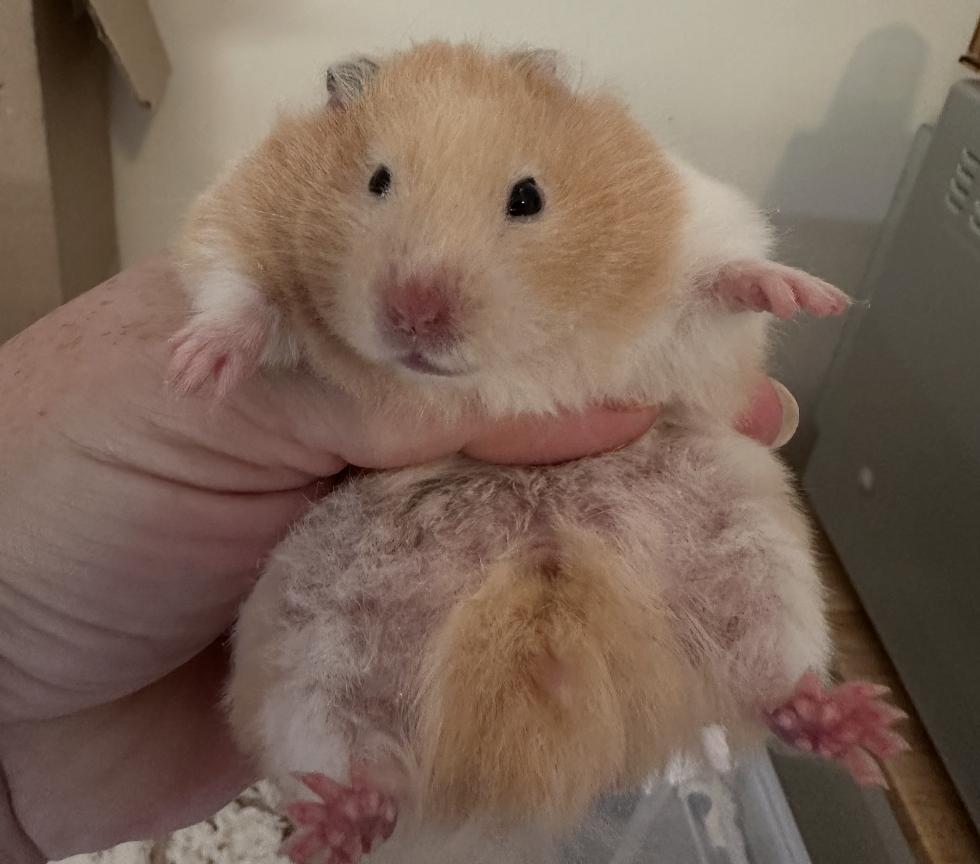 Enlarge Ginger, a Adoptable Hamster in Minneapolis, MN image 3/4