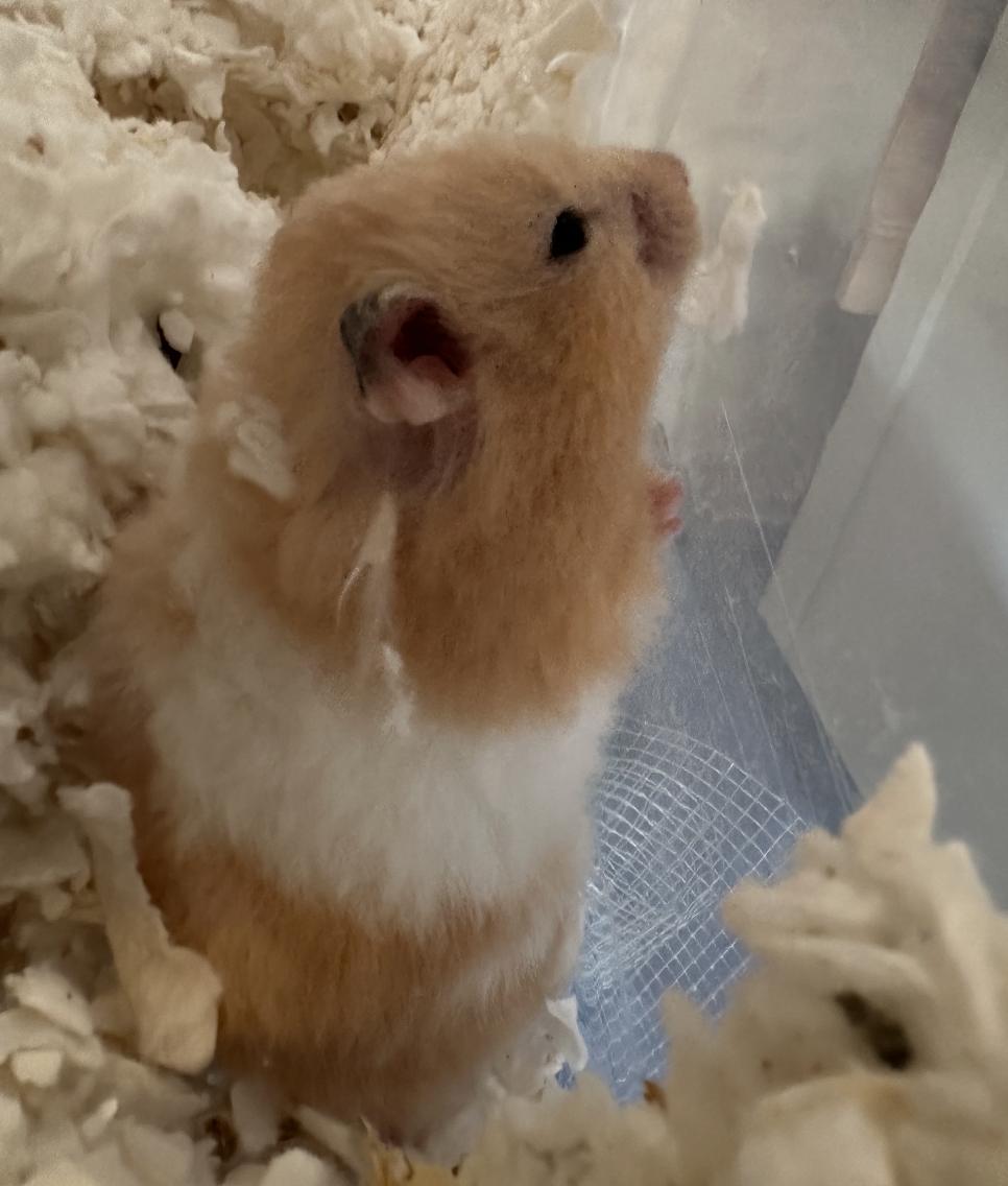 Enlarge Ginger, a Adoptable Hamster in Minneapolis, MN image 2/4