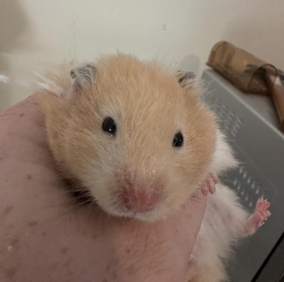 Enlarge Ginger, a Adoptable Hamster in Minneapolis, MN image 4/4