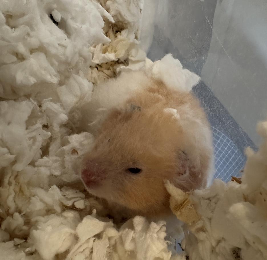 Ginger, Adoptable, Adult Female Hamster.