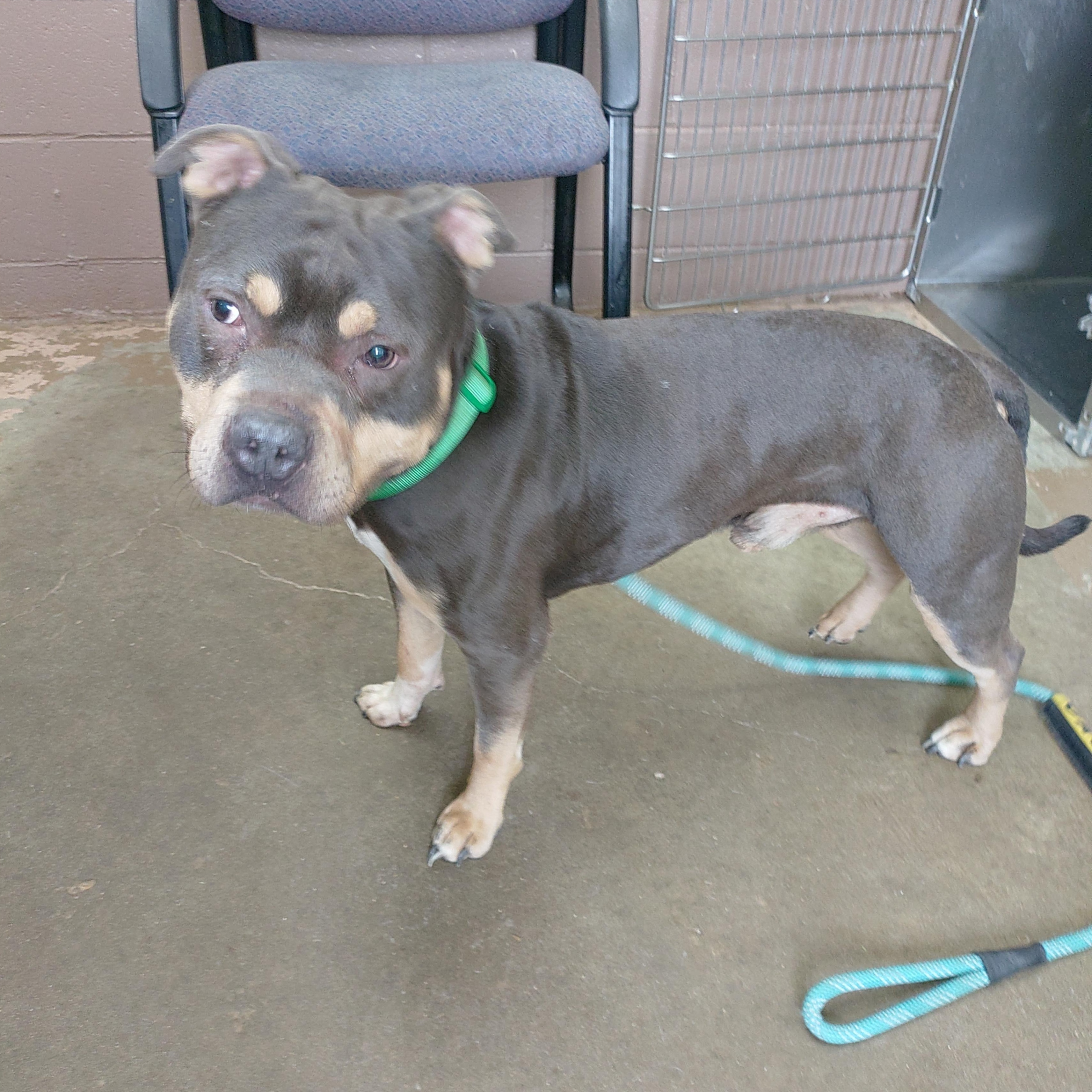 Enlarge 26-052, a ADOPTABLE mixed breed in Carrollton, OH image 2/3