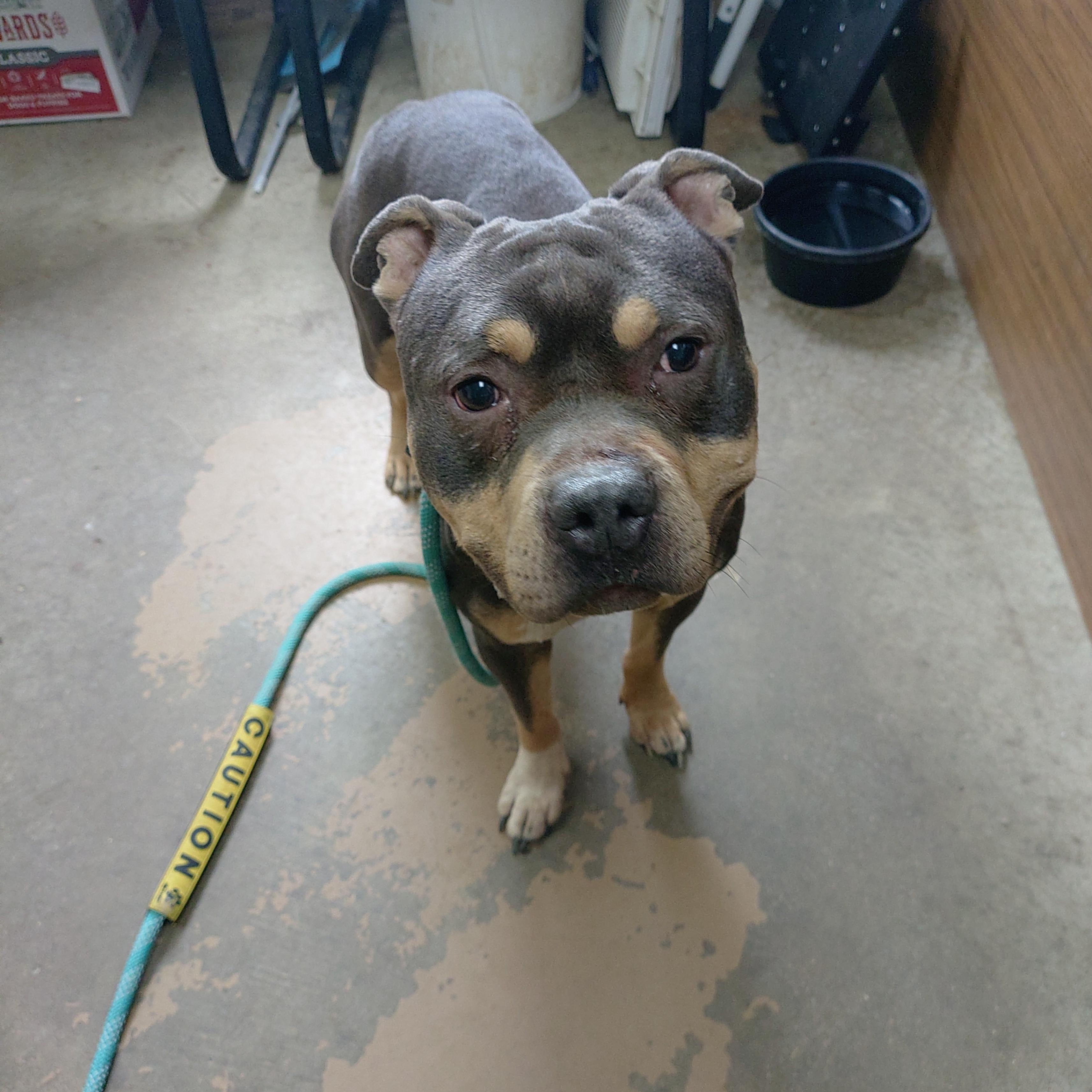 26-052, ADOPTABLE, Young Male Staffordshire Bull Terrier.