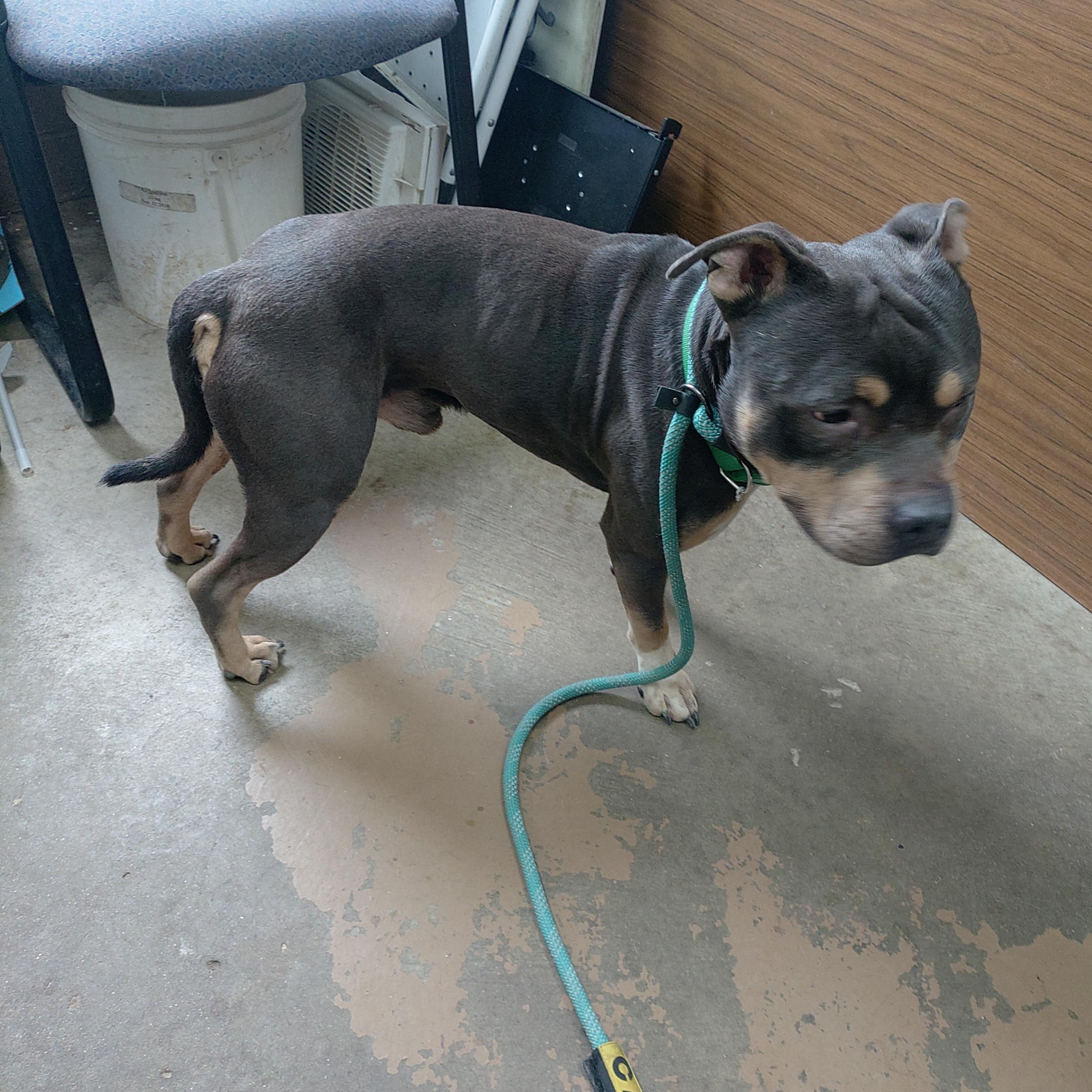 Enlarge 26-052, a ADOPTABLE mixed breed in Carrollton, OH image 3/3