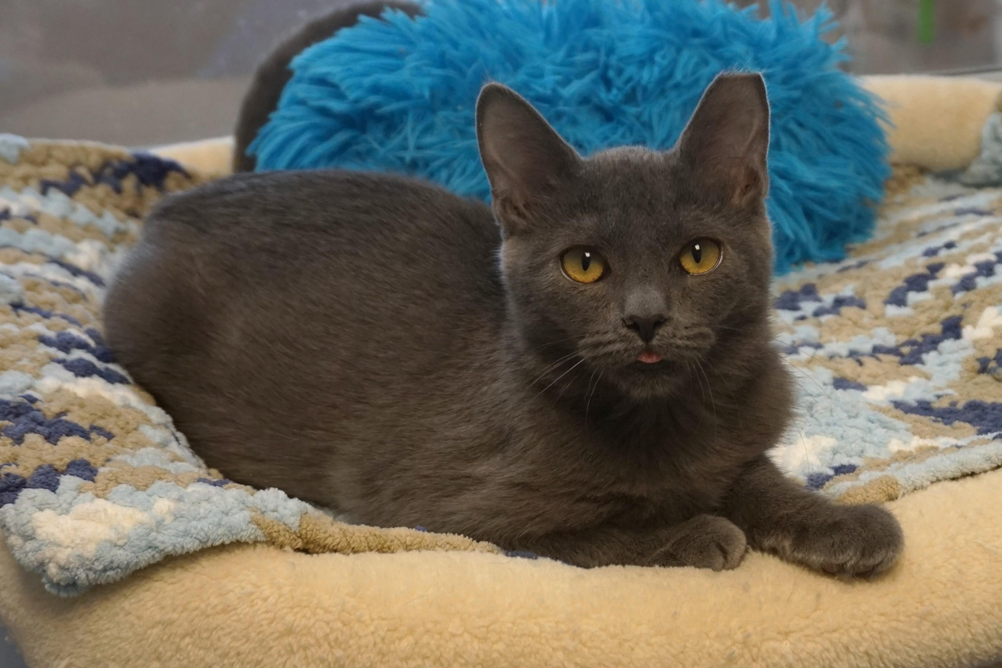 Princess B., Adoptable, Kitten Female Domestic Short Hair.