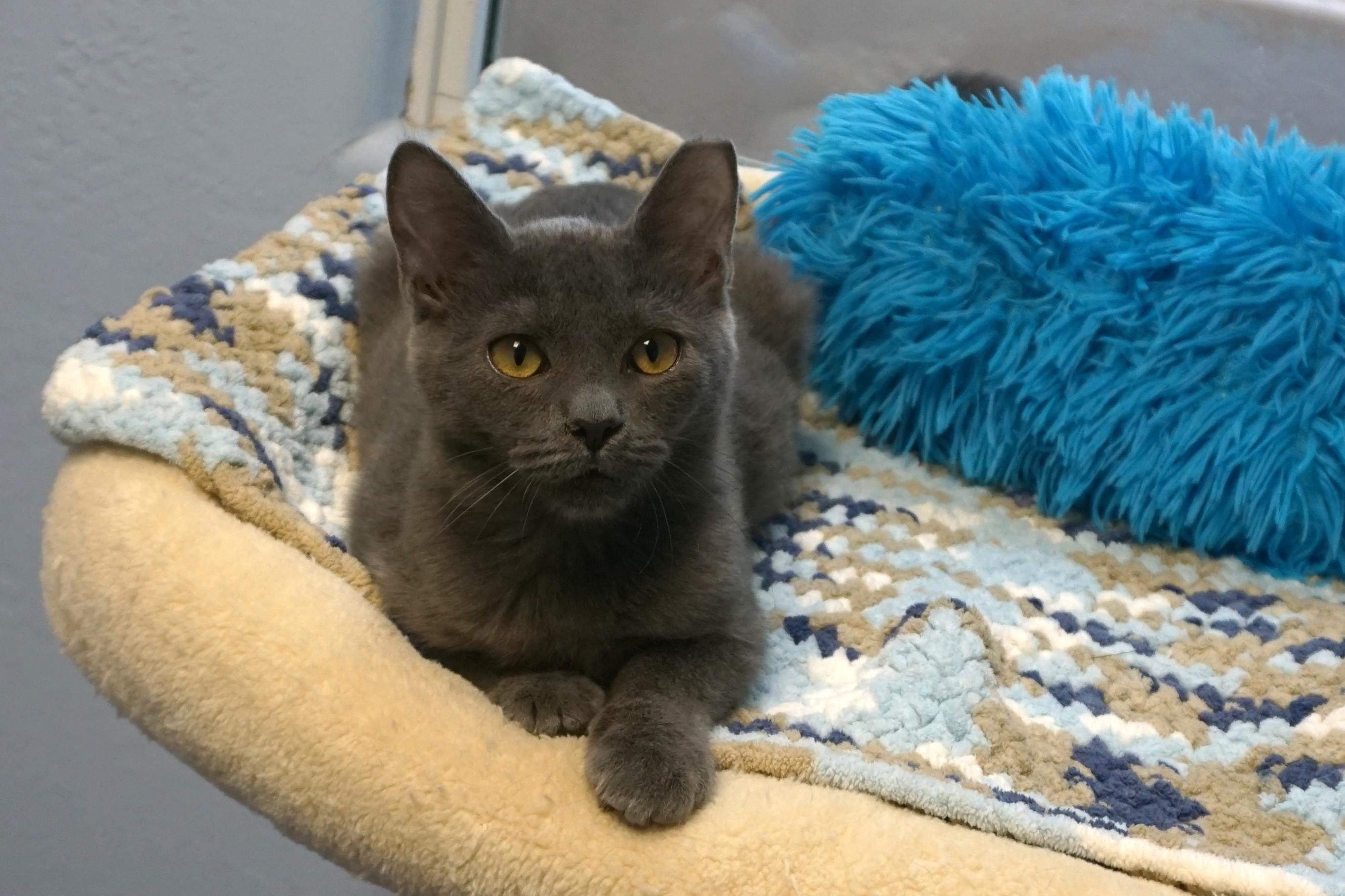 Enlarge Princess B., a Adoptable Domestic Short Hair in Fountain Hills, AZ image 3/4
