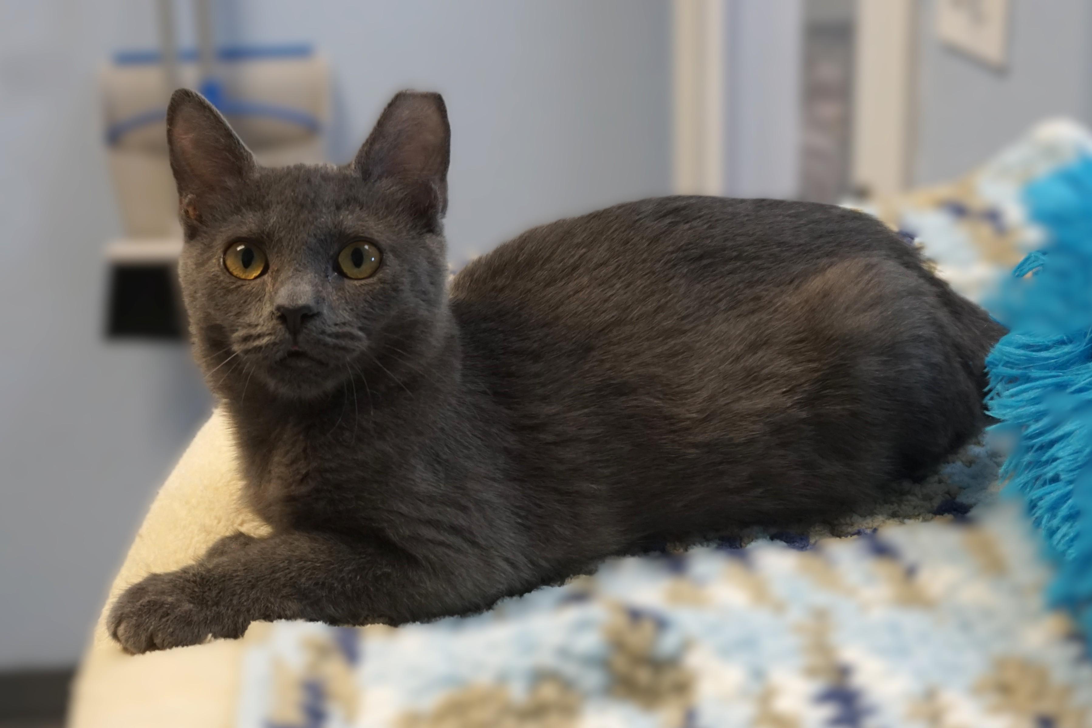 Enlarge Princess B., a Adoptable Domestic Short Hair in Fountain Hills, AZ image 2/4