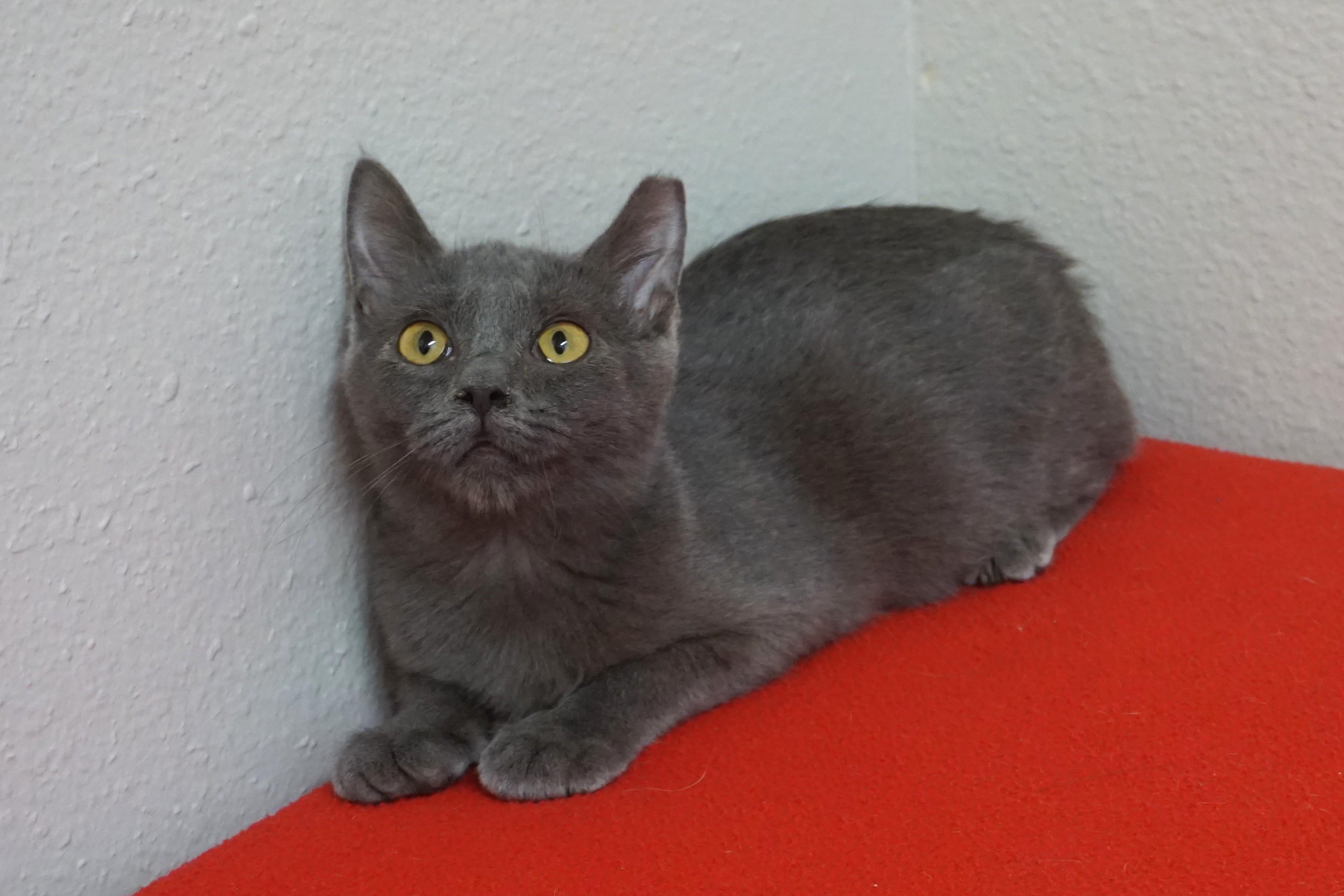 Enlarge Princess B., a Adoptable Domestic Short Hair in Fountain Hills, AZ image 4/4